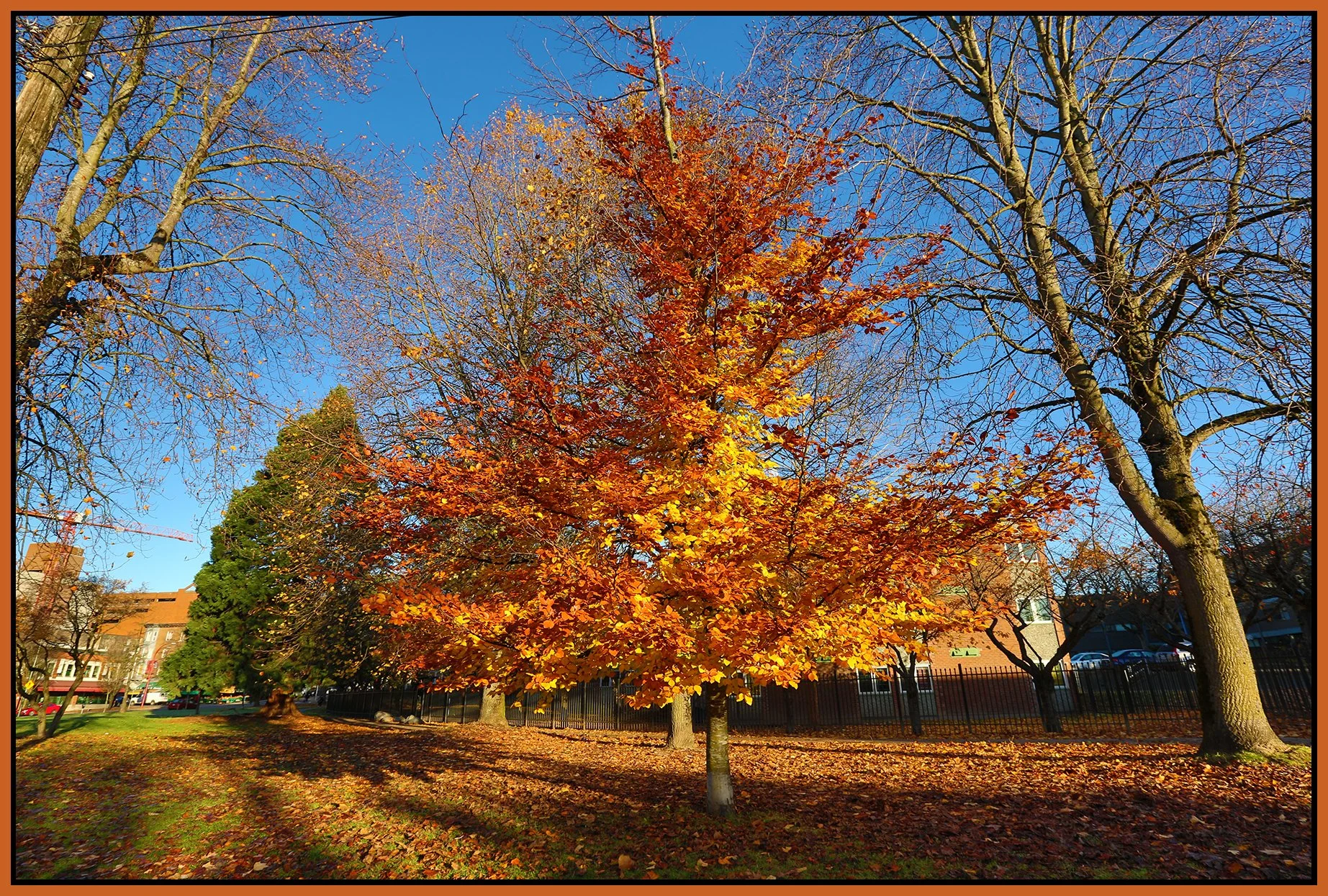 Fall Leaves at Union & Gore_Nov 19_2015_HDR_H3726_4x6s.jpg