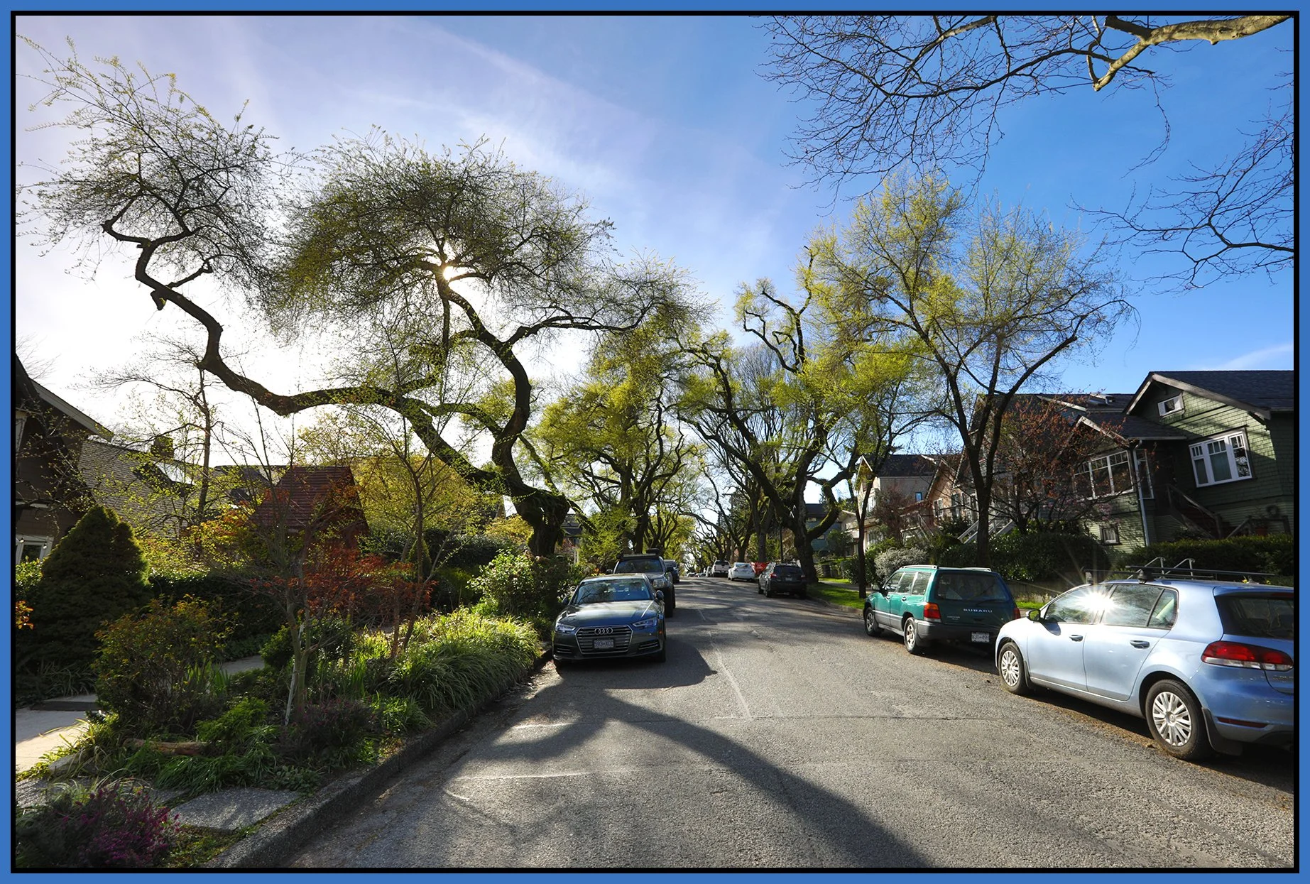E 6th Ave Trees_Apr 5_2026_HDR_4L1031_4x6s.jpg