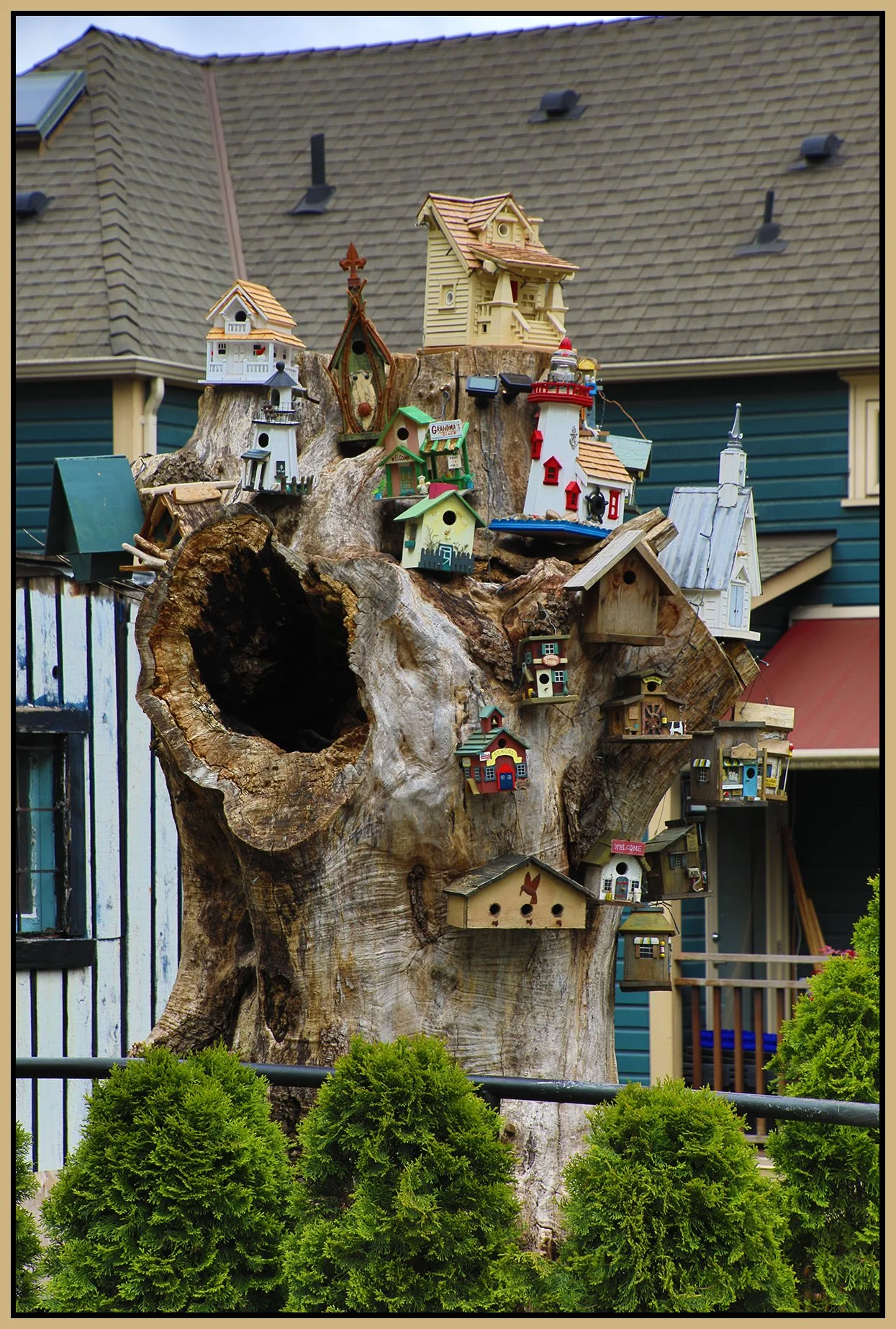 580 Heatley St Tree_May 5_2024_HDR_4H7761_4x6s.jpg