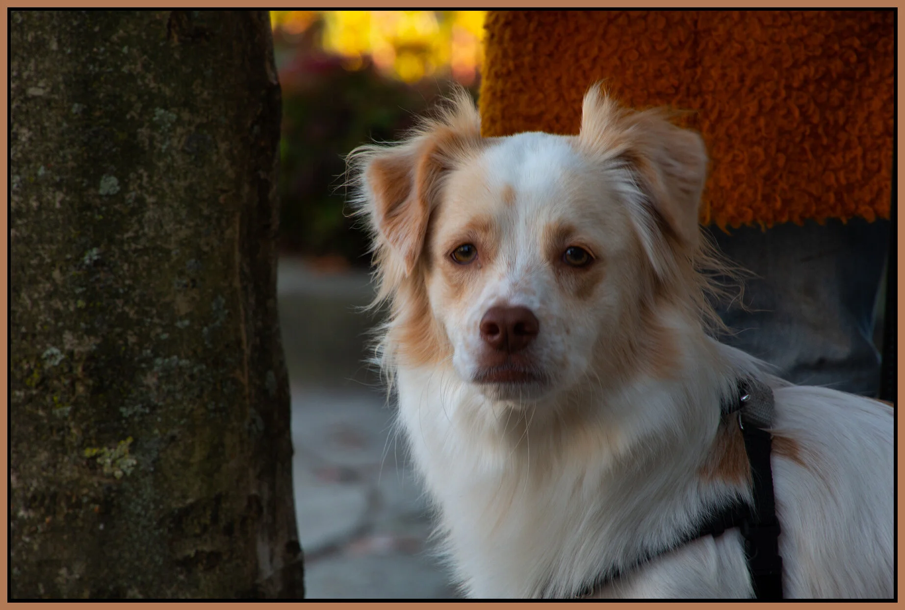 Luka in New West_Nov 1_2020_CR2_3B5004_4x6s.jpg