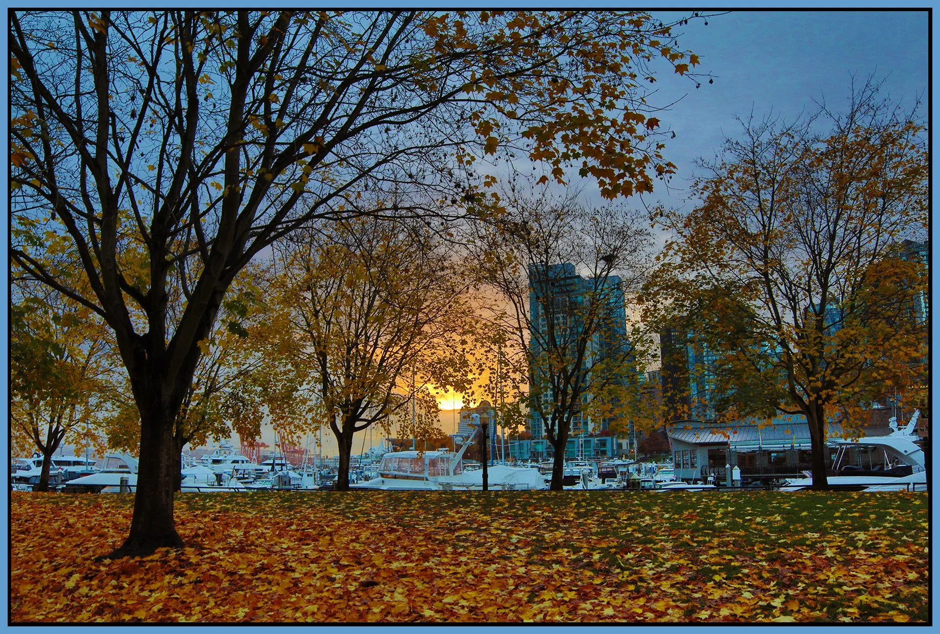 Cardero Park Trees_Oct 27_2021_HDR_4G4402_4x6s.jpg