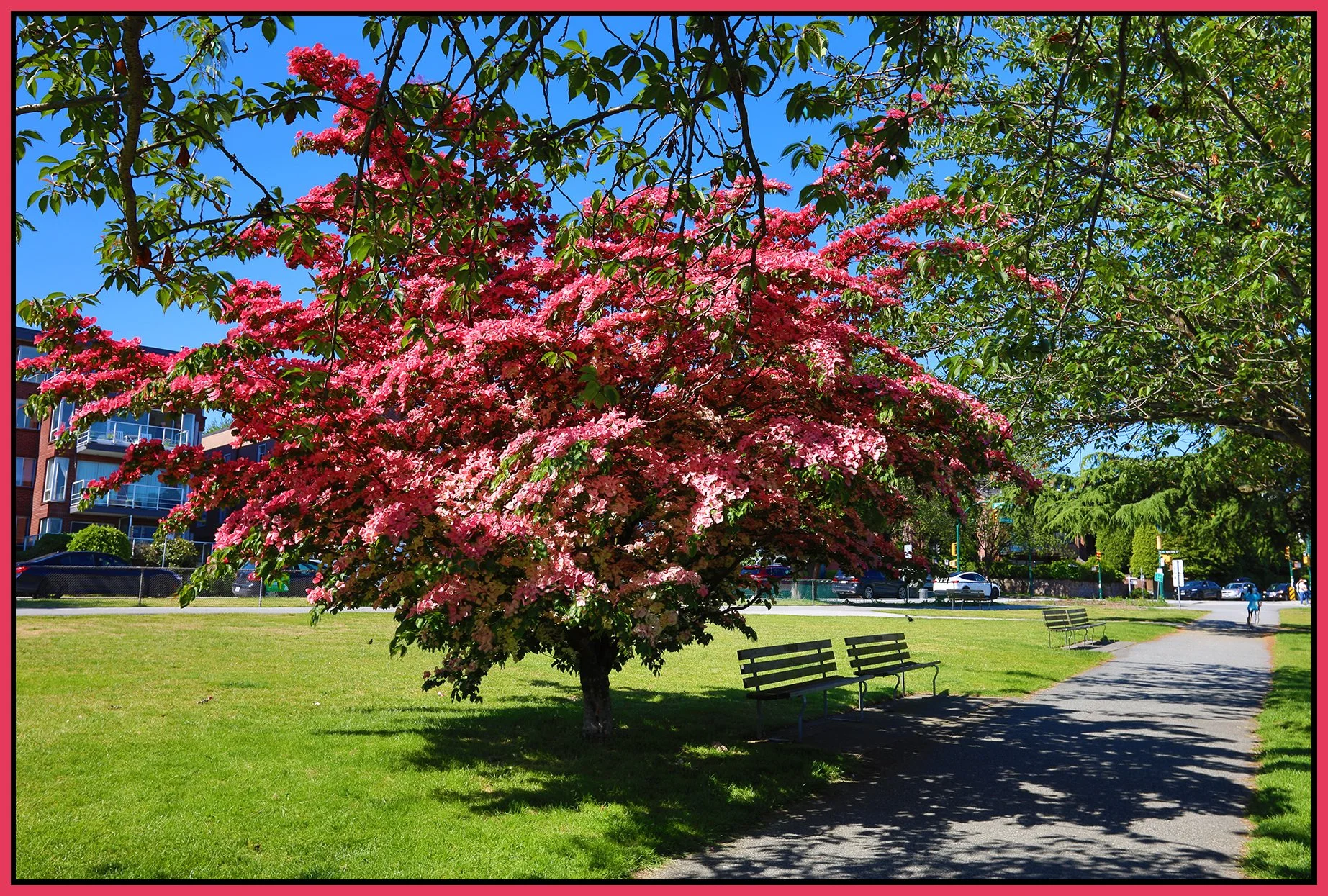 Kitsilano Beach Park Tree_Jun 19_2024_HDR_4J1252_4x6s.jpg
