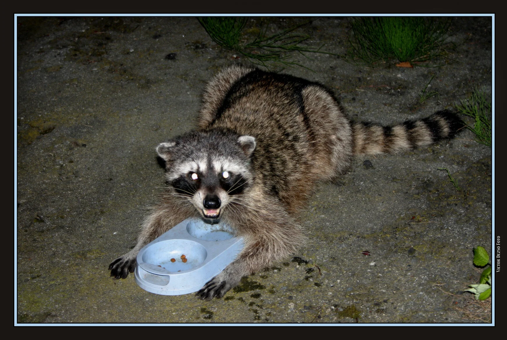 Raccoon_3854_4x6s.jpg