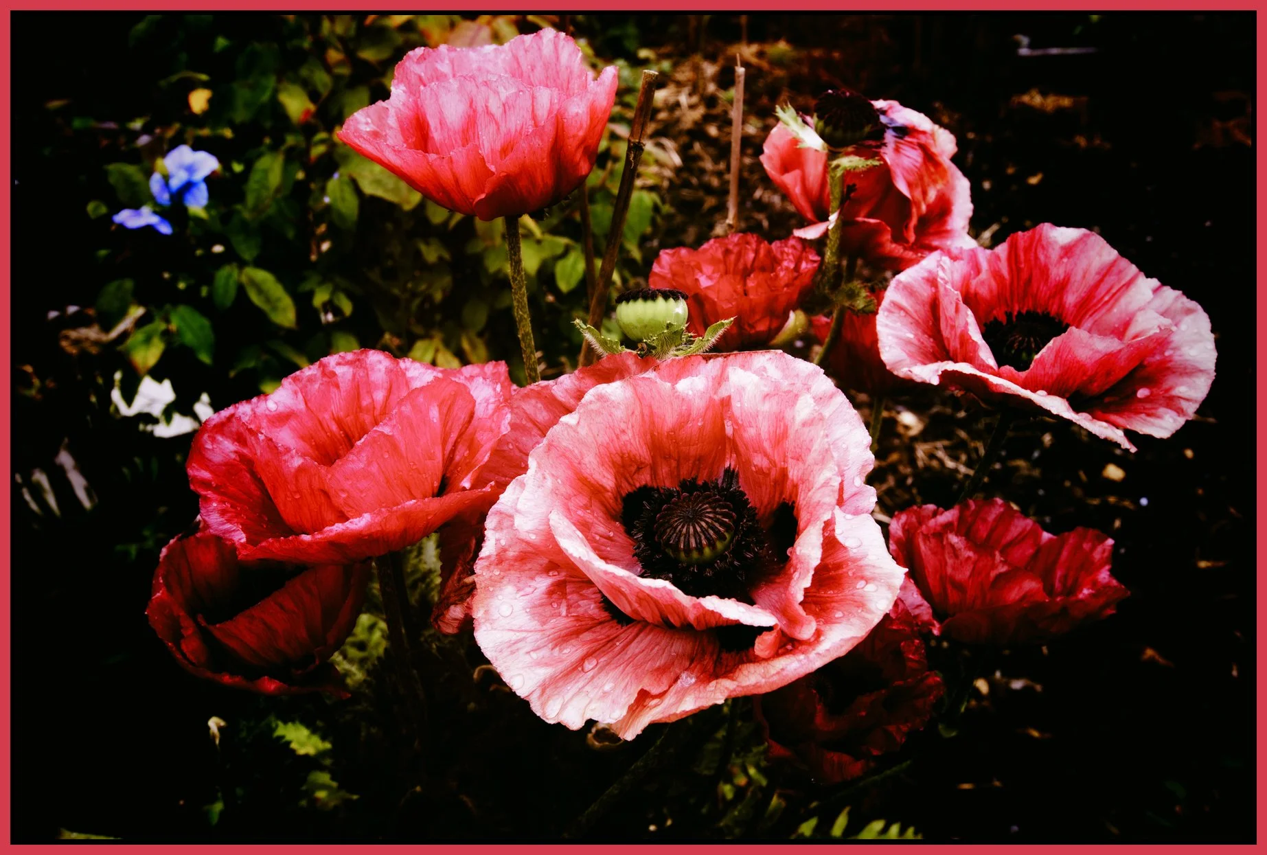 Poppies_May 30_2012_C3105velvNC05_4x6s.jpg