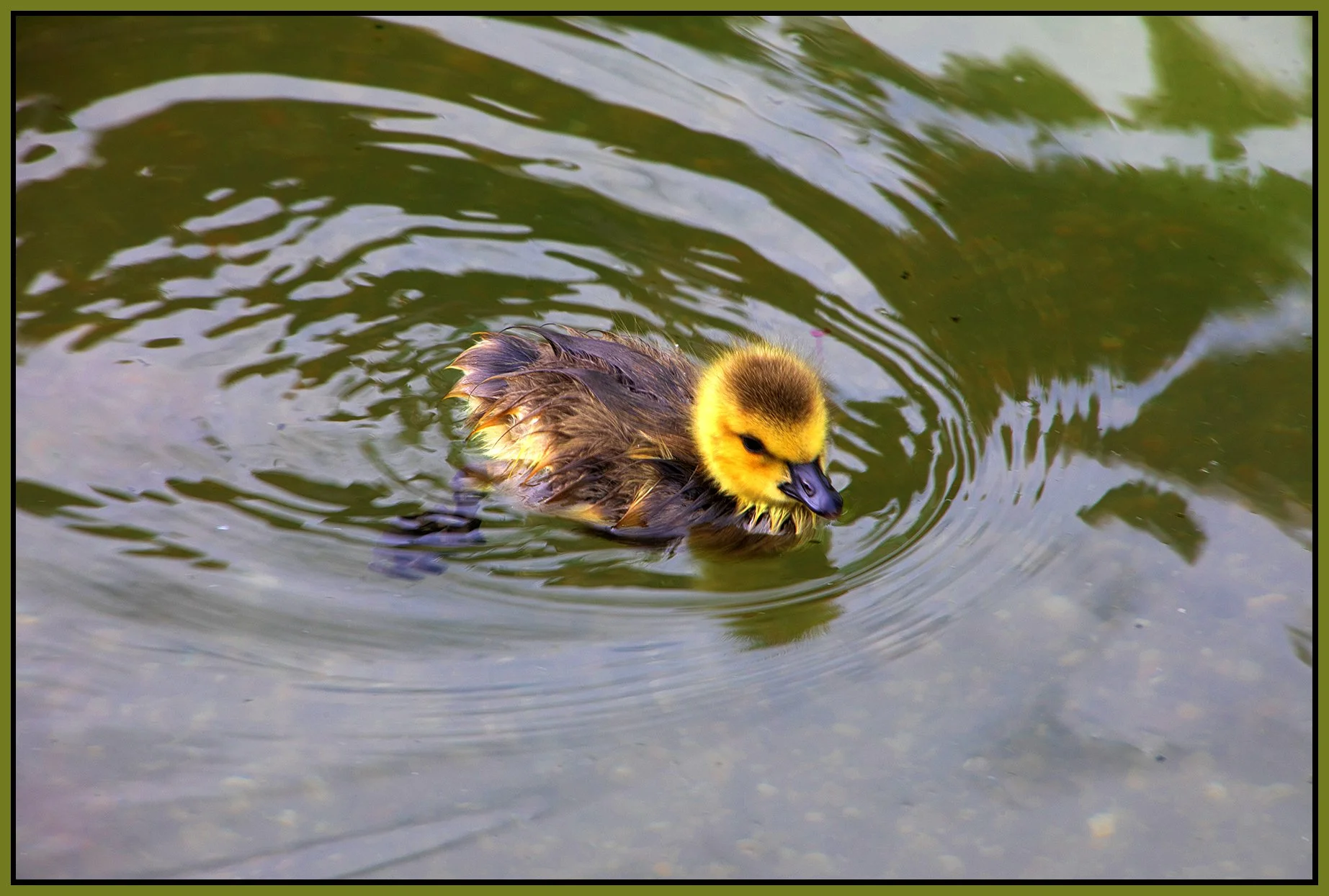 Canada Gosling_May 13_2024_CR2_4H8712_peSubtleSharpen_ExpMrg_4x6s.jpg
