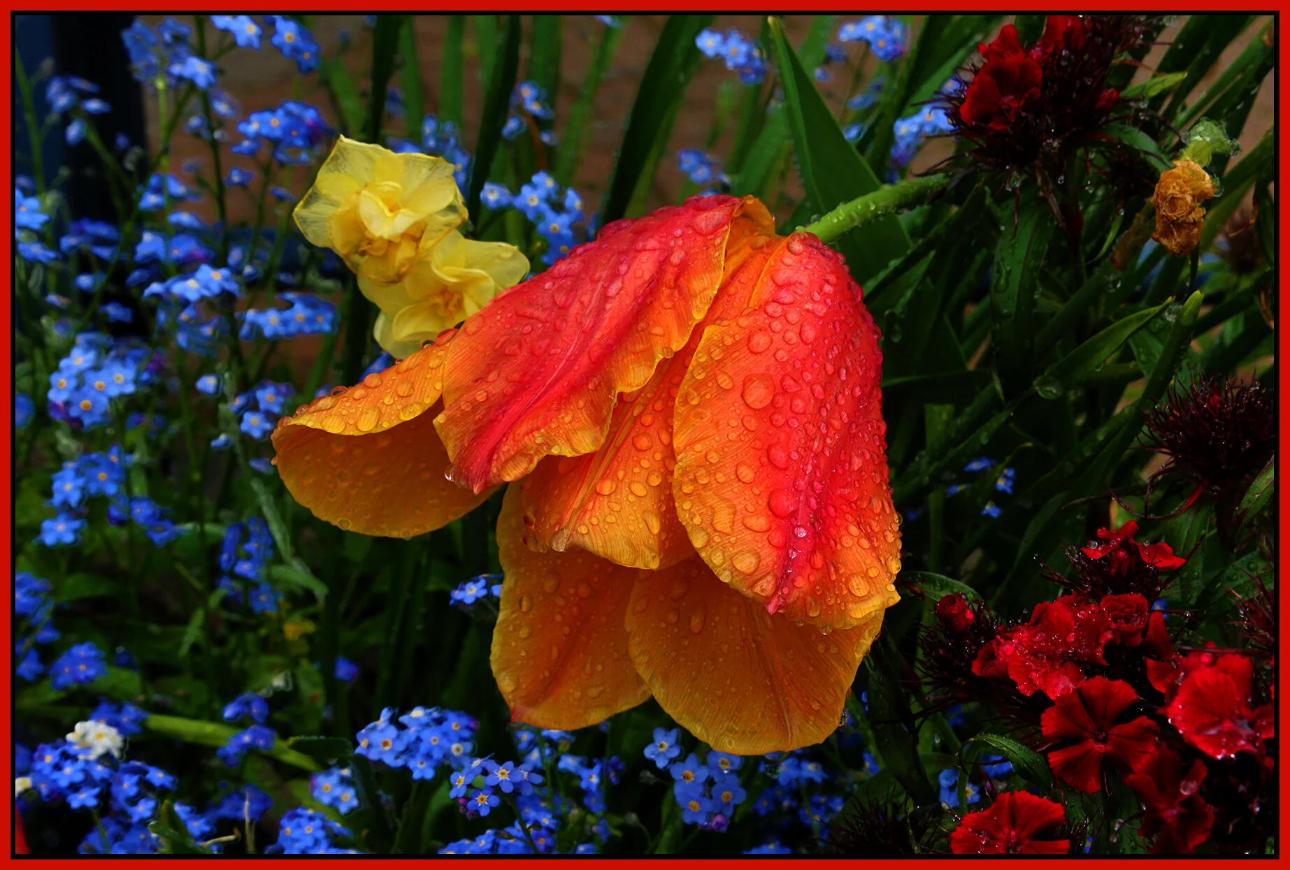 Flowers_Apr 28_2020_HDR_3B4332_4x6s.jpg