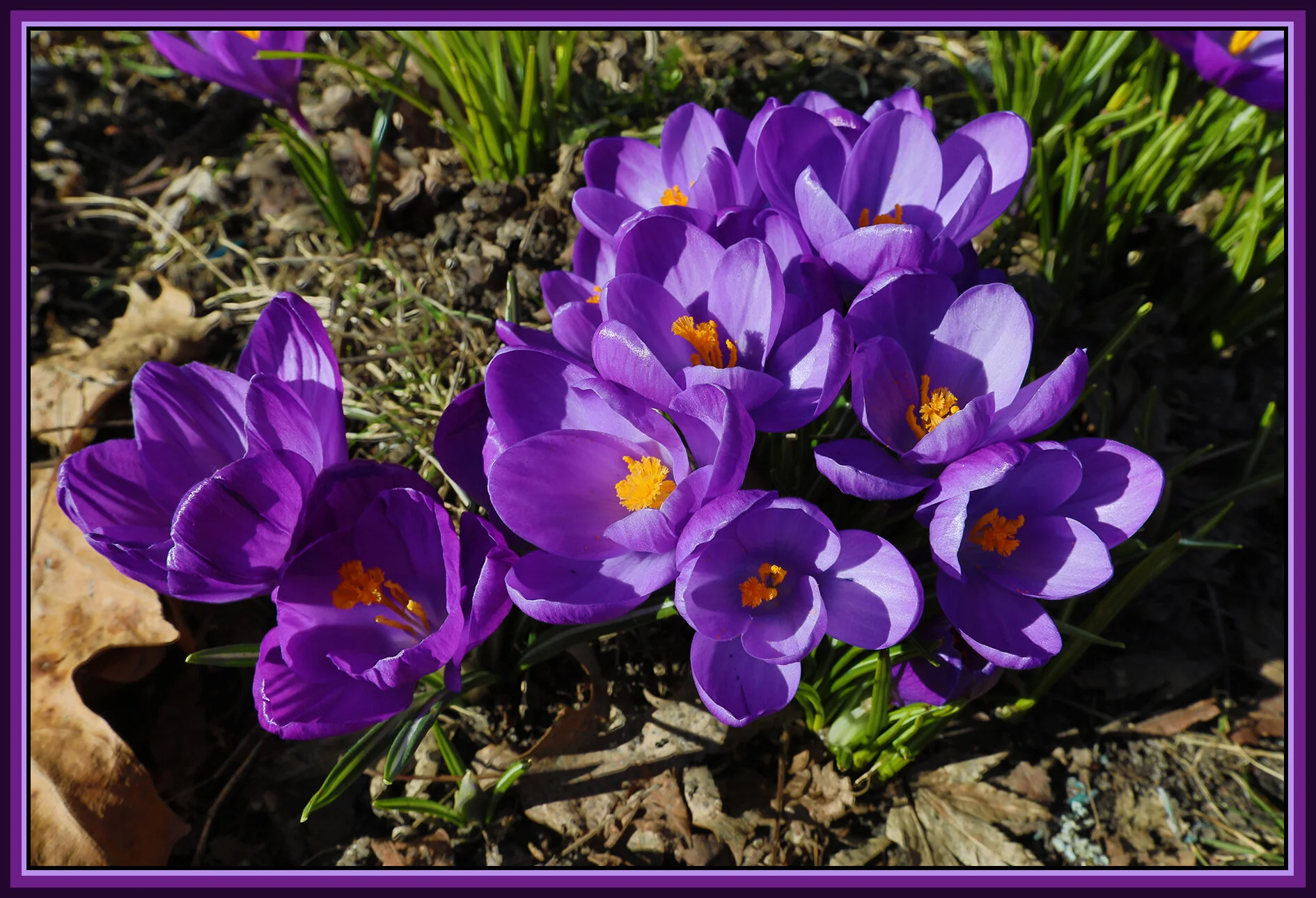 Crocusses Strathcona_Mar 5_2019_HDR_E4330_4x6s.jpg