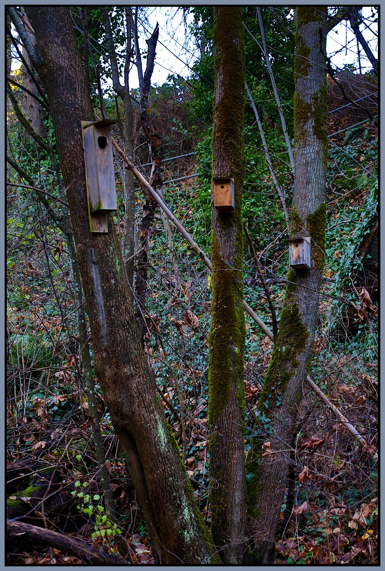 New Westminster Ravine Trees_Dec 2_2020_HDR_3B6189_4x6s.jpg