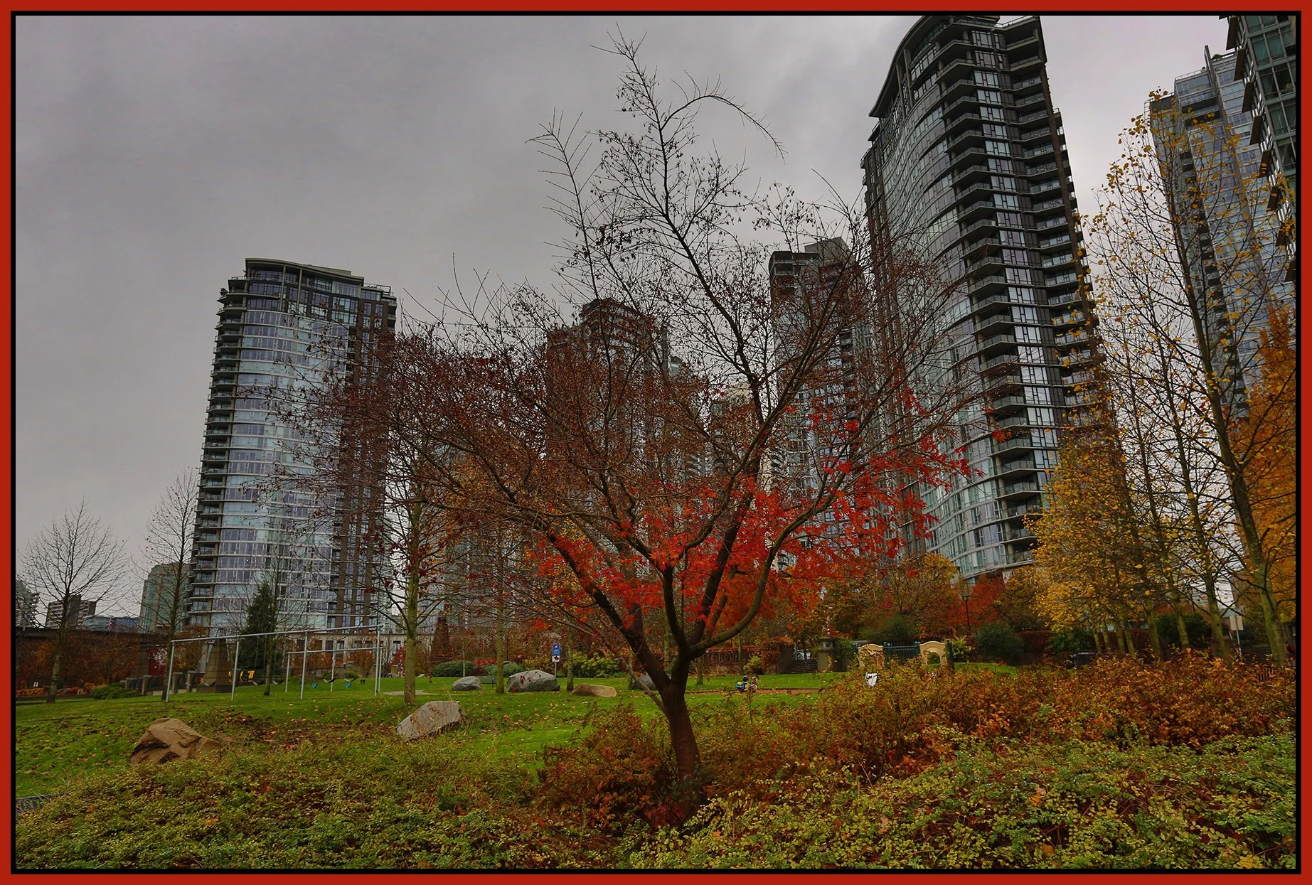 Concord Pacific George Wainborn Park Tree_Nov 13_2015_HDR_H2062_4x6s.jpg