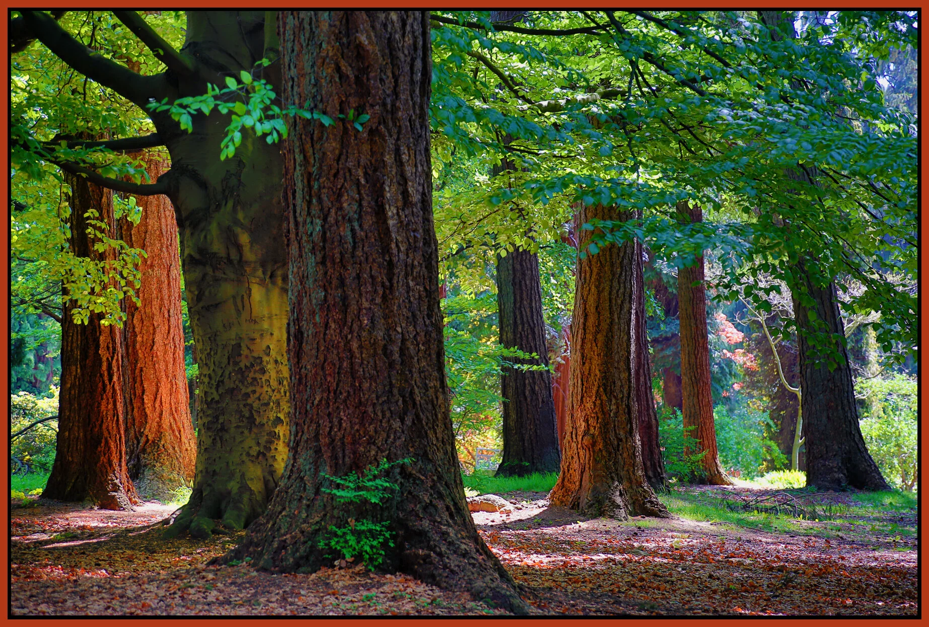 Stanley Pk Trees_Apr 29_2016_HDR_K7939_peWarmish_4x6s.jpg
