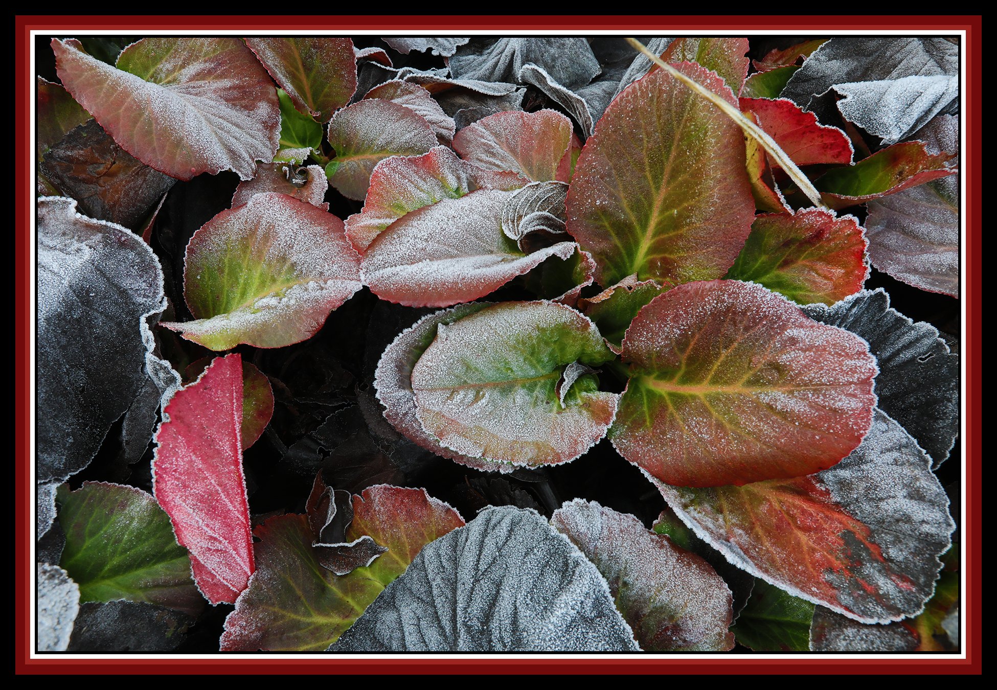 Flowers in Snow_Dec 24_2020_HDR_4G0664_4x6s.jpg