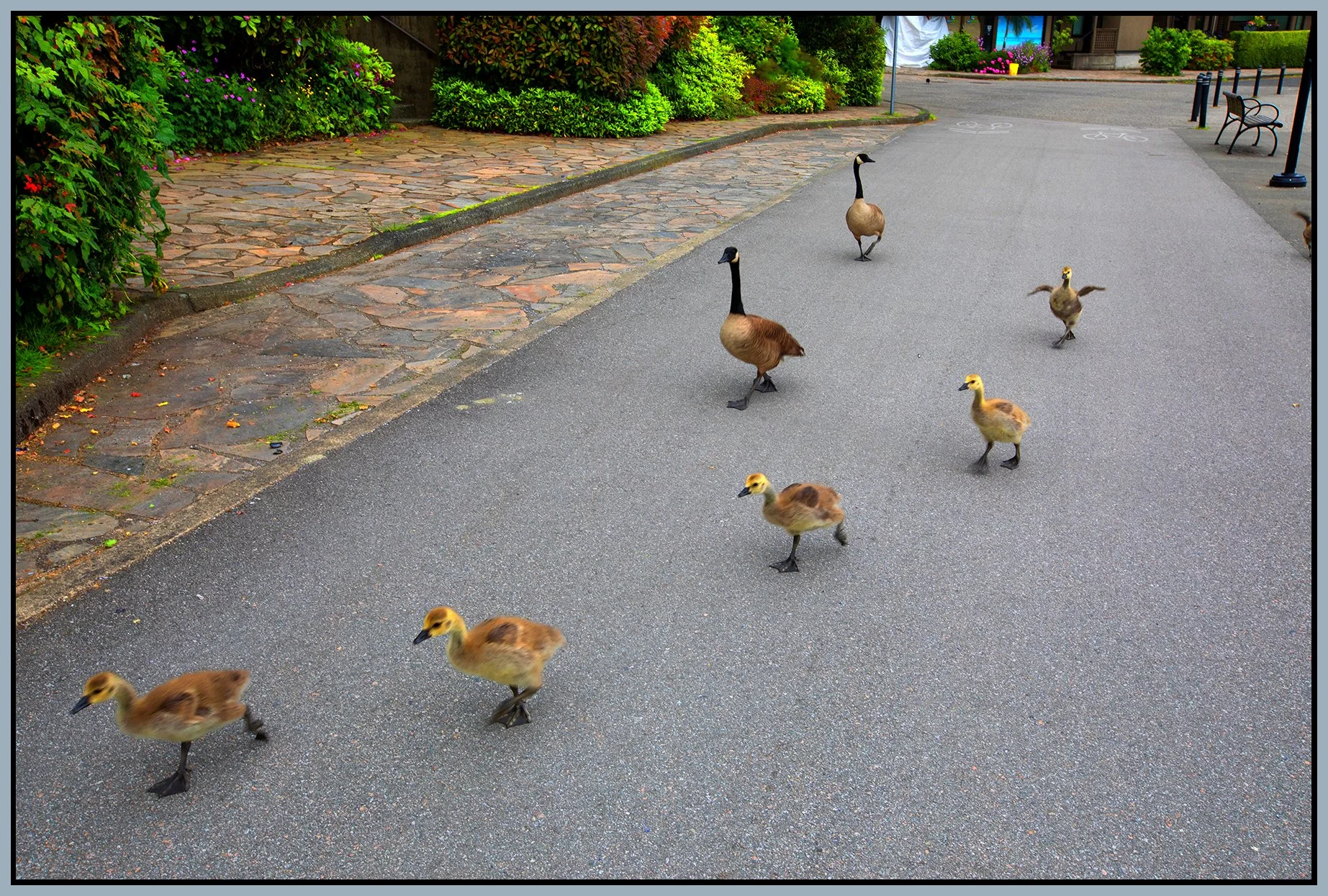 600 MillBank False Creek Geese_Jun 4_2025_CR2_5F3762_peVibrntClrs_4x6s.jpg