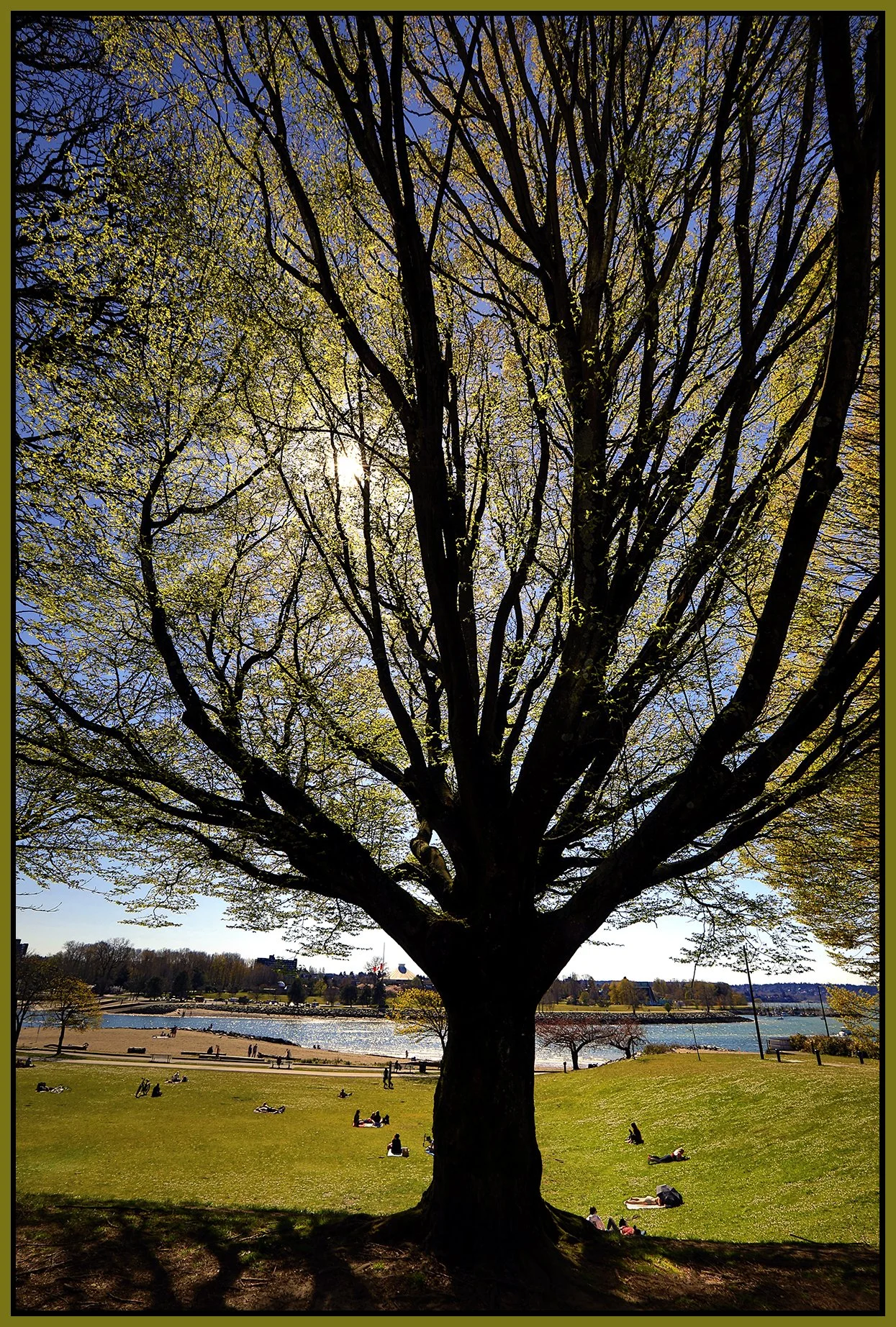 English Bay Tree_Apr 14_2021_HDR_5A8322_peDrkImpct_4x6s.jpg