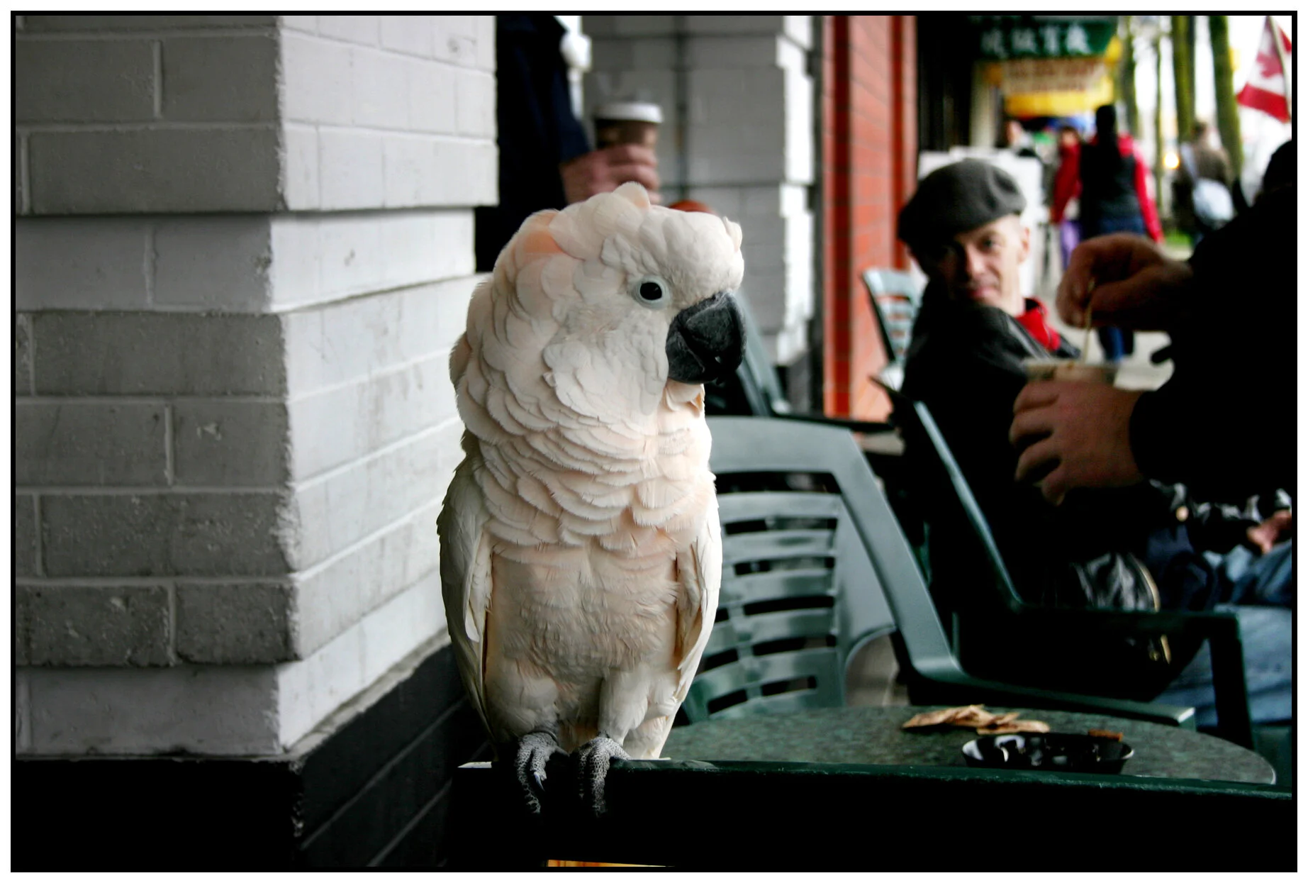 Parakeet_8213_4x6_1s.jpg