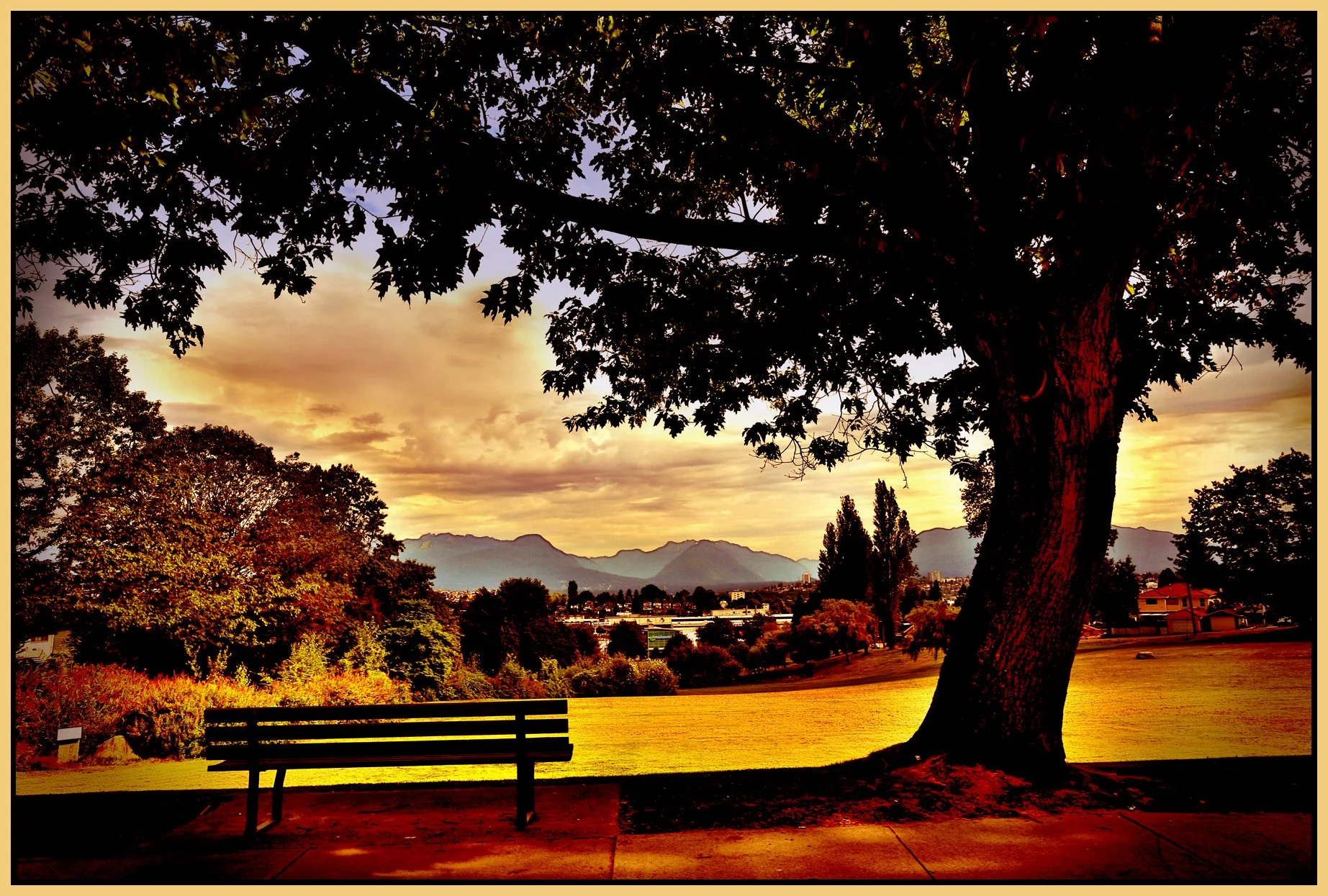 FalaisePkTree_Jul 18_2013_HDR_B3985_peLomoISB_4x6s.jpg