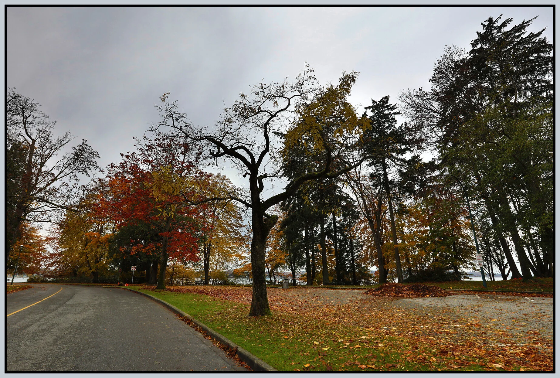 Stanley Pk Trees_Nov 5_2020_HDR_4G2224_4x6s.jpg