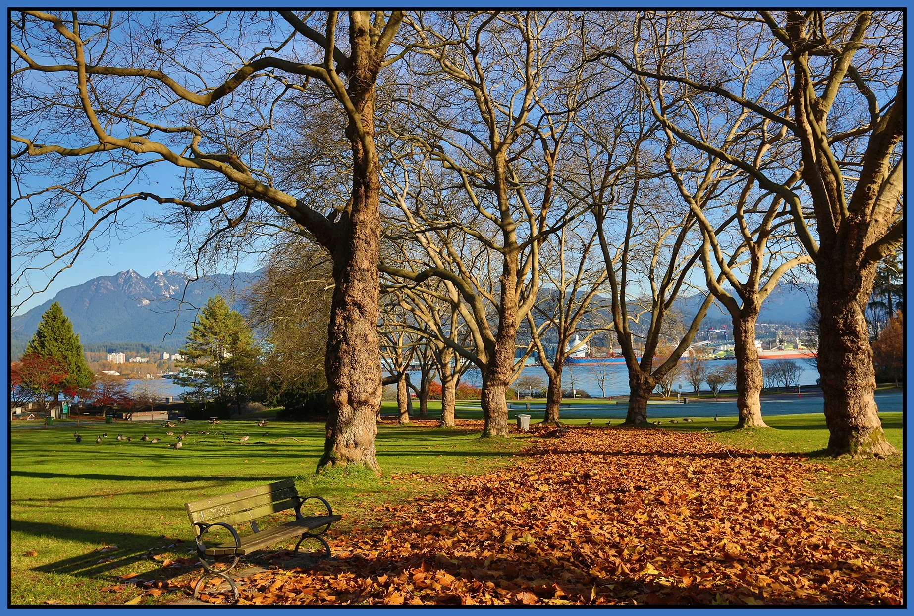 Stanley Park Trees_Nov 20_2015_HDR_H4506_4x6s.jpg
