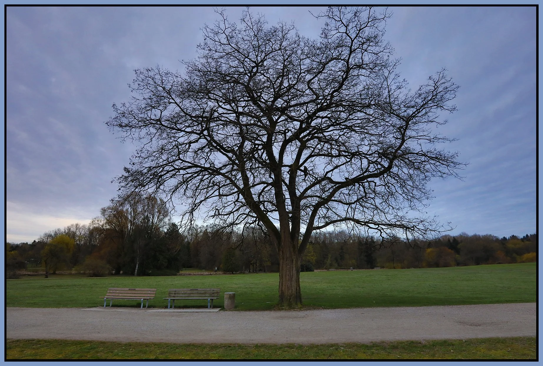 Jericho Beach Tree_Apr 7_2022_HDR_5B1436_4x6s.jpg