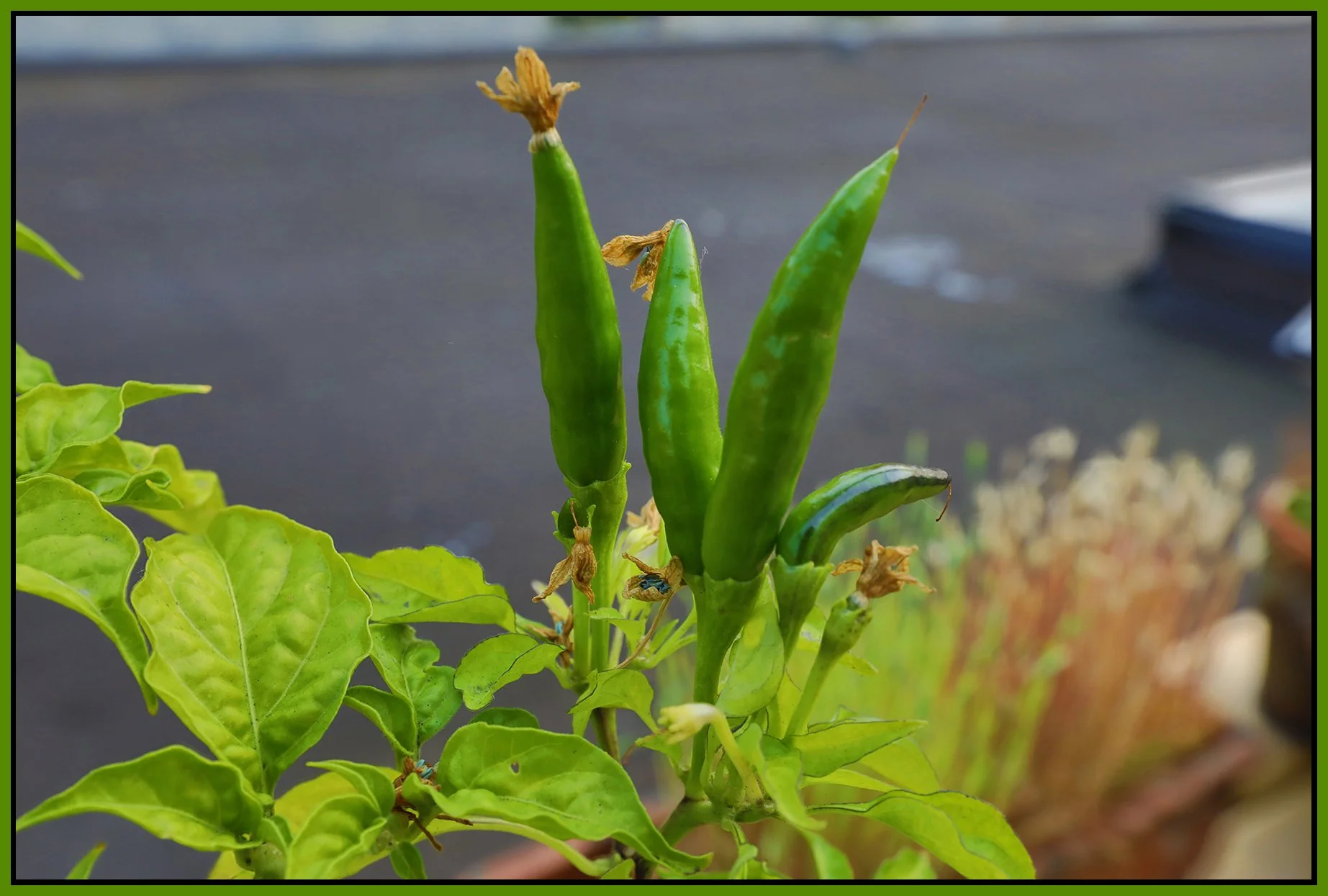 Pepper Plants_Aug 18_2018_HDR_D3134_4x6s.jpg