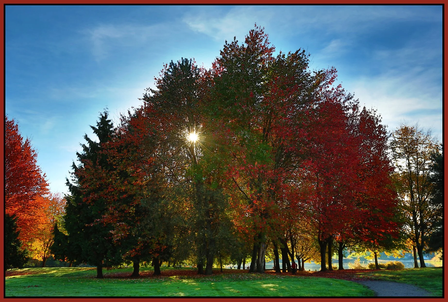 Trout Lake Trees_Oct 27_2015_HDR_H8853_4x6s.jpg
