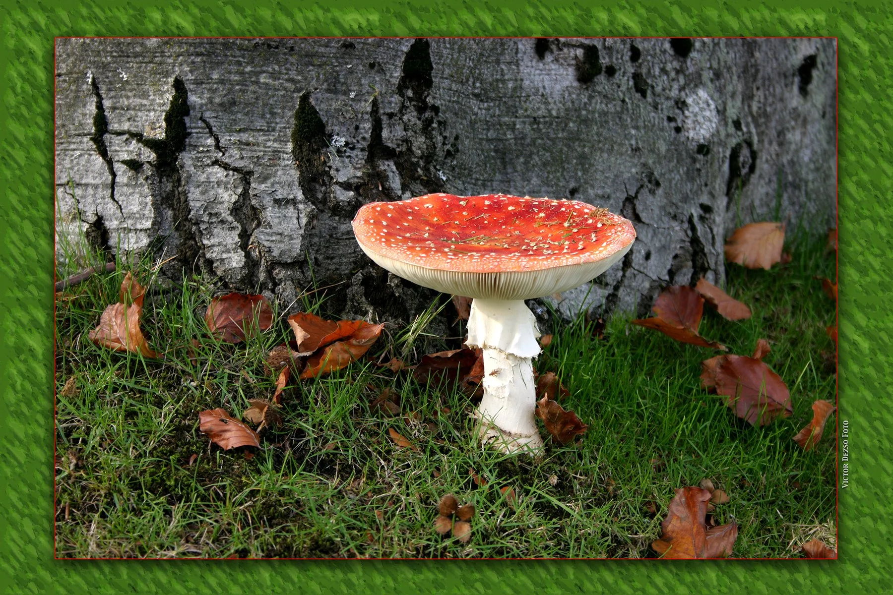 Red Mushroom_1925_1_4x6.jpg