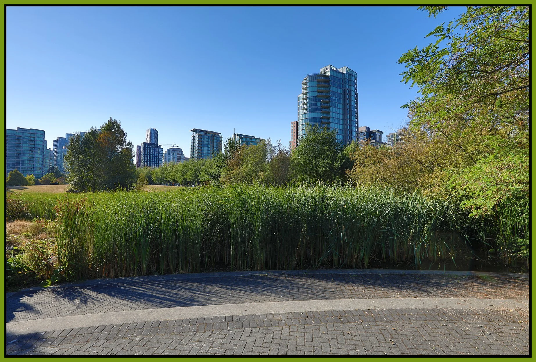Devonian Pk Bullrushes_Sep 10_2022_HDR_5B8591_4x6s.jpg