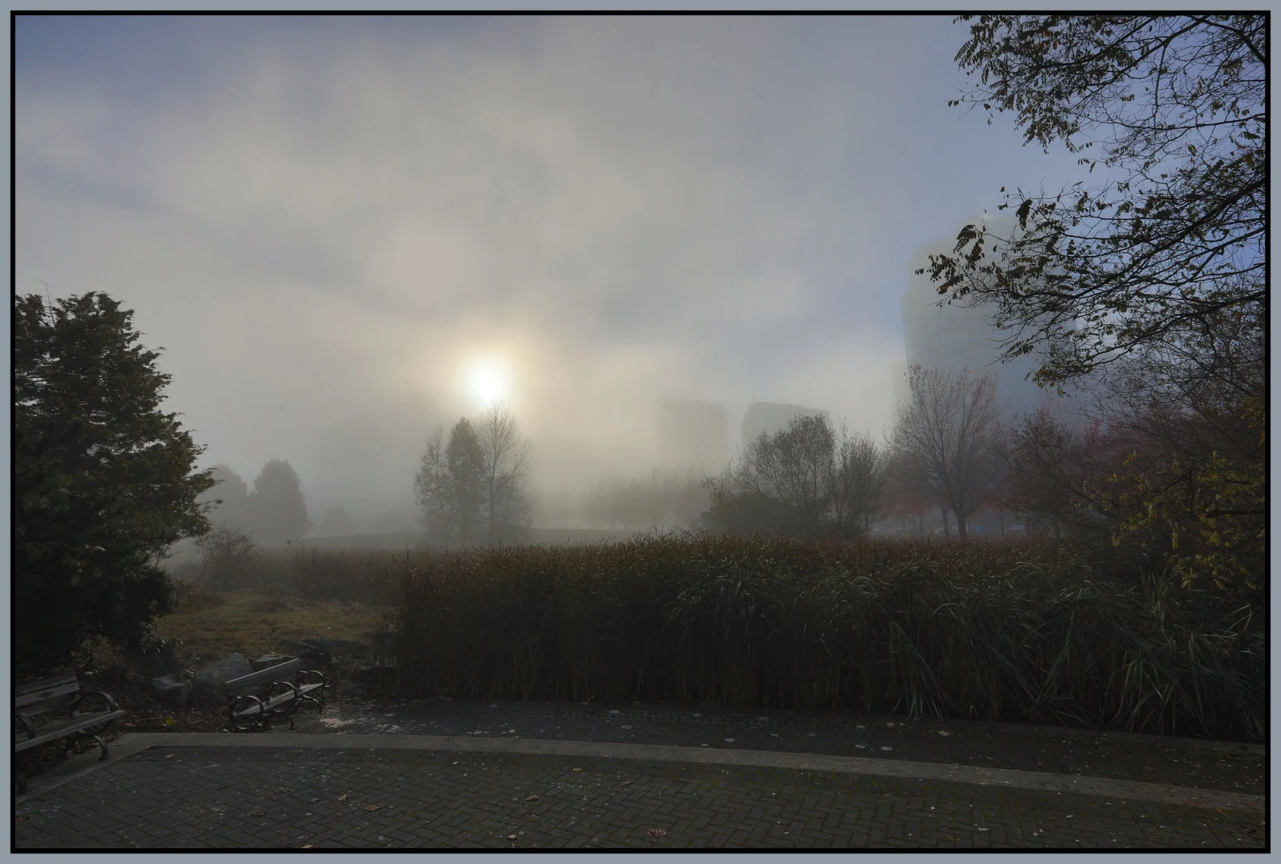 Devonian Pk Fog Bullrushes_Nov 15_2022_HDR_5C5942_4x6s.jpg