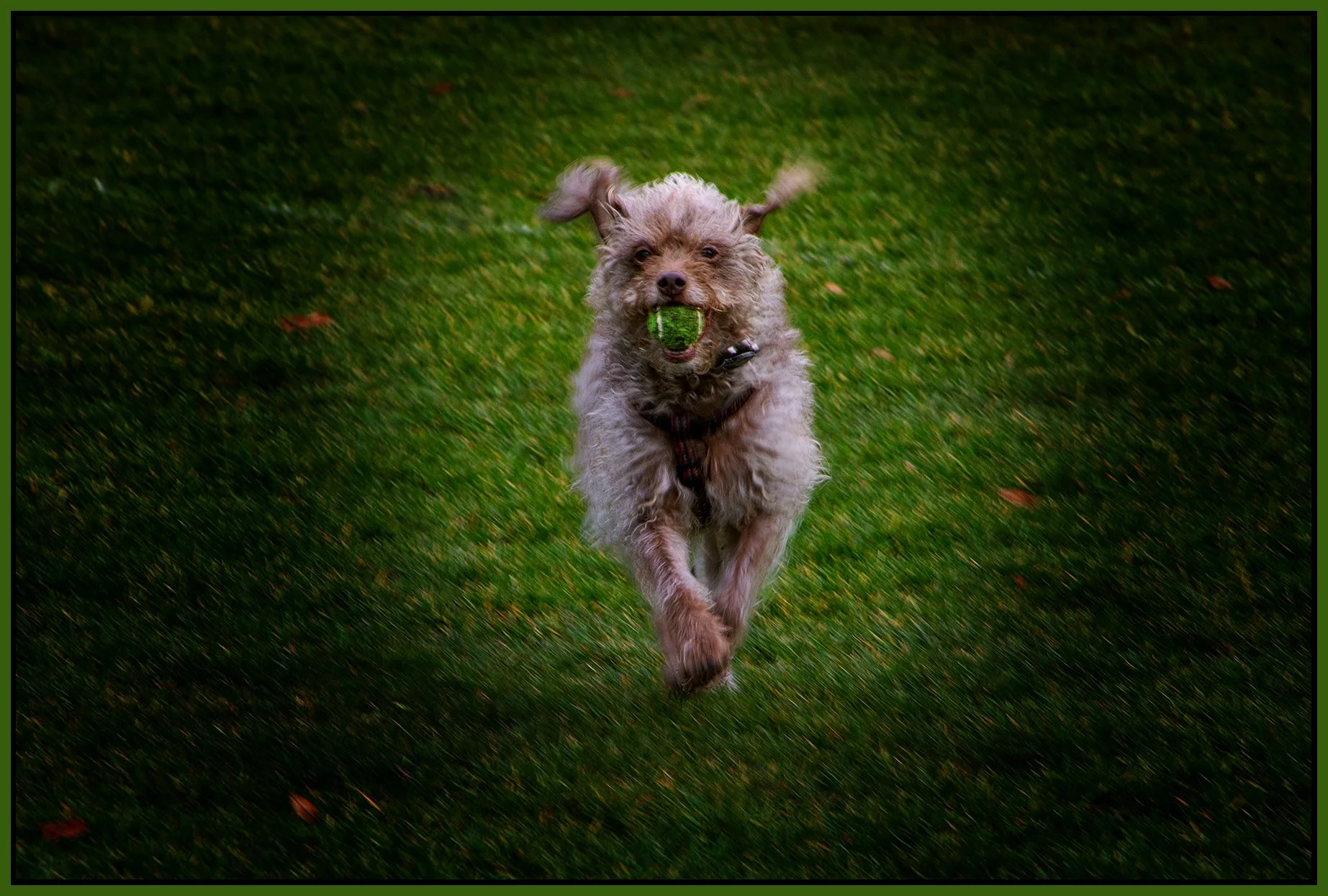 Frances in Queens Park_Feb 27_2025_CR2_5E0039_peSubtlShrpn_EWGT_4x6s.jpg