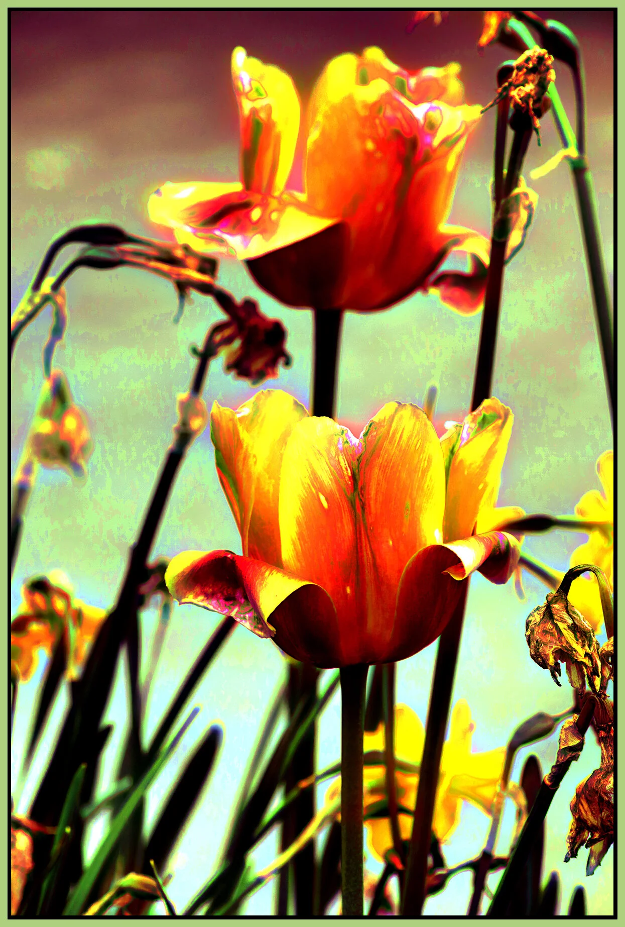 Flowers Tulips_May 6_2021_HDR_4G8376_peVintage_4x6s.jpg
