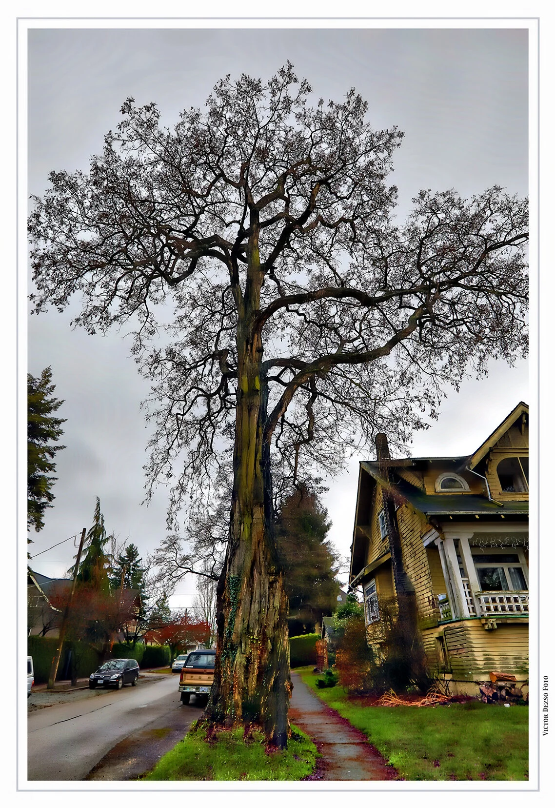3204 W 2nd Ave Tree_Dec 4_2019_HDR_F7108_peHdr2013_4x6s.jpg
