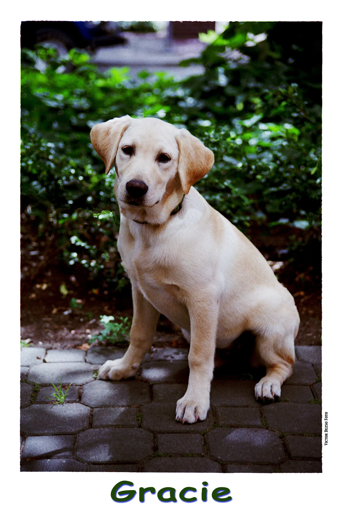 Gracie_July 23_2002_1_4x6s.jpg