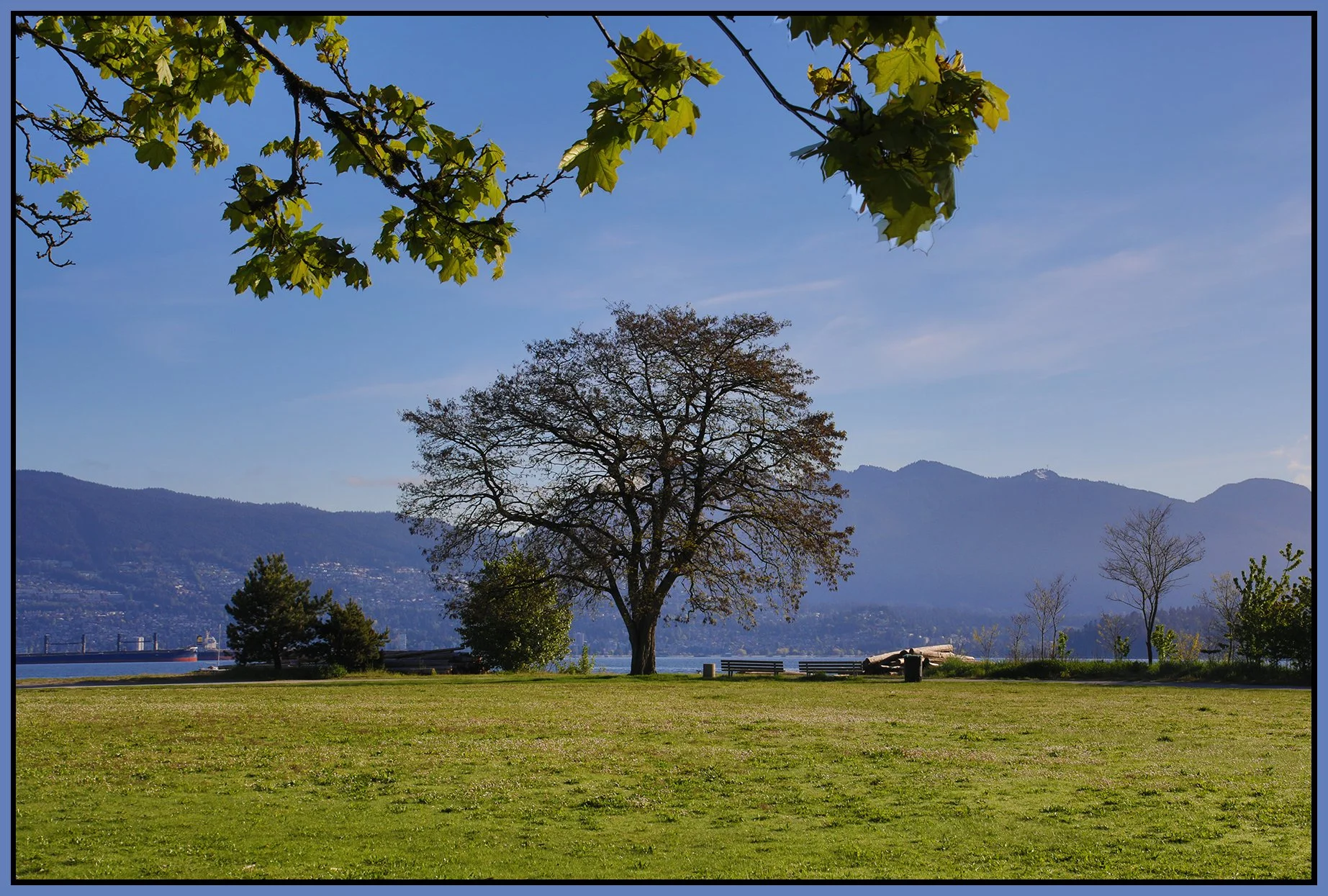 Jericho Beach Park Tree_May 8_2024_HDR_5E4950_4x6s.jpg