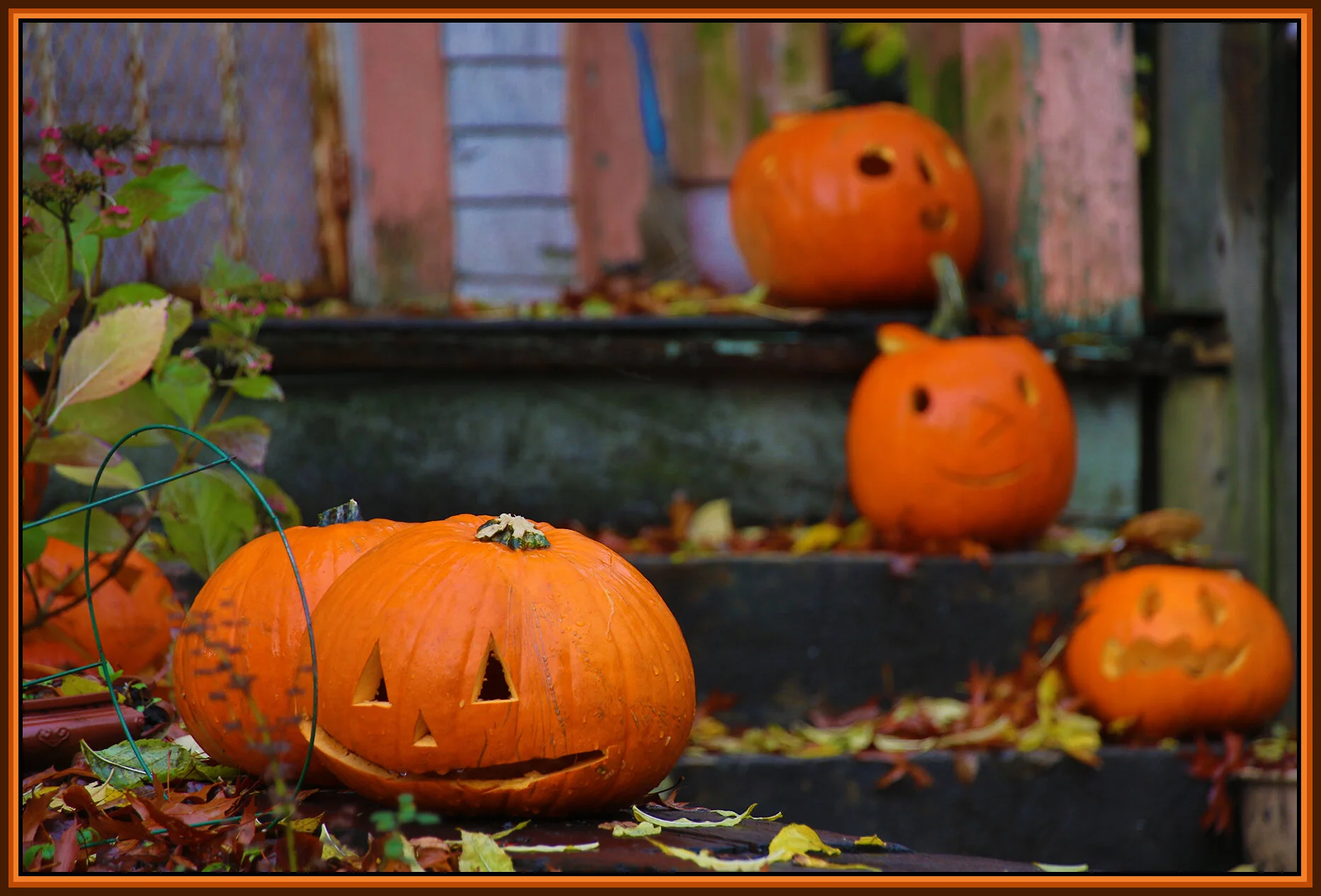 700 Jackson Pumpkins_Oct 28_2018_HDR_A0416_4x6s.jpg