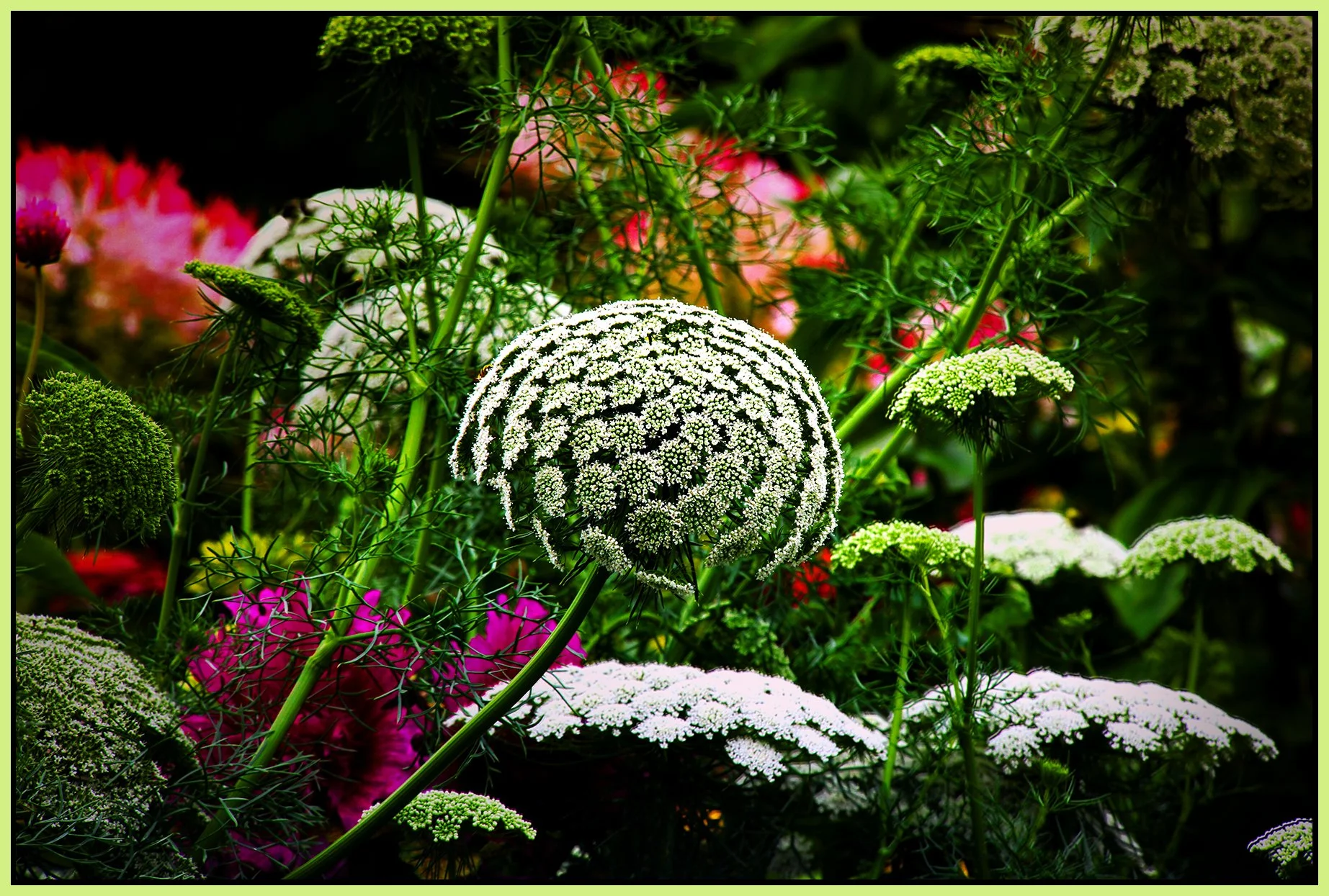 Flowers_Aug 14_2024_HDR_5E8238_peDrkImpct_EWGT_4x6s.jpg