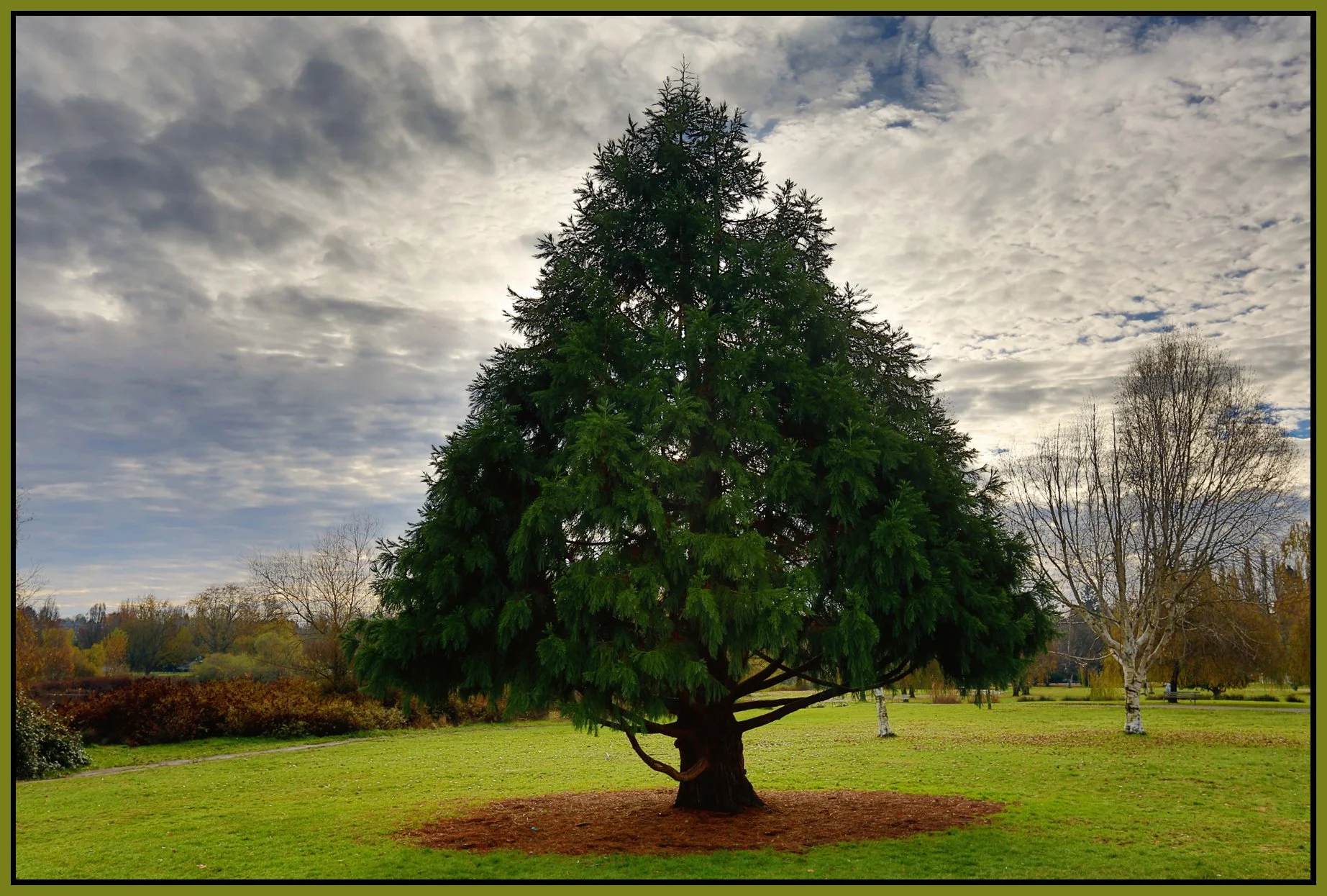 Trout Lake Tree_Nov 22_2015_HDR_H4894_4x6s.jpg