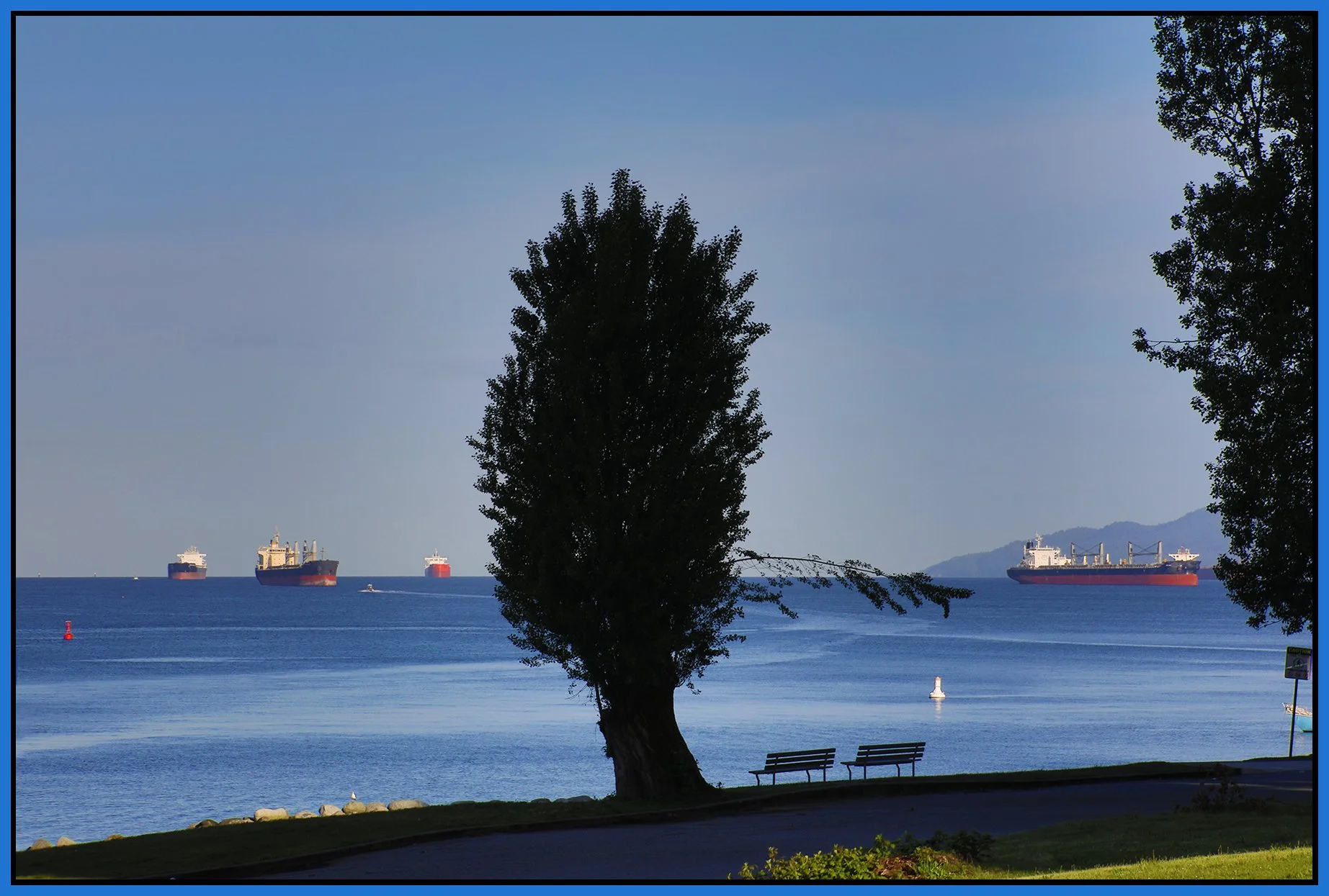 English Bay Tree LkgW_Jun 5_2024_HDR_5E5347_4x6s.jpg