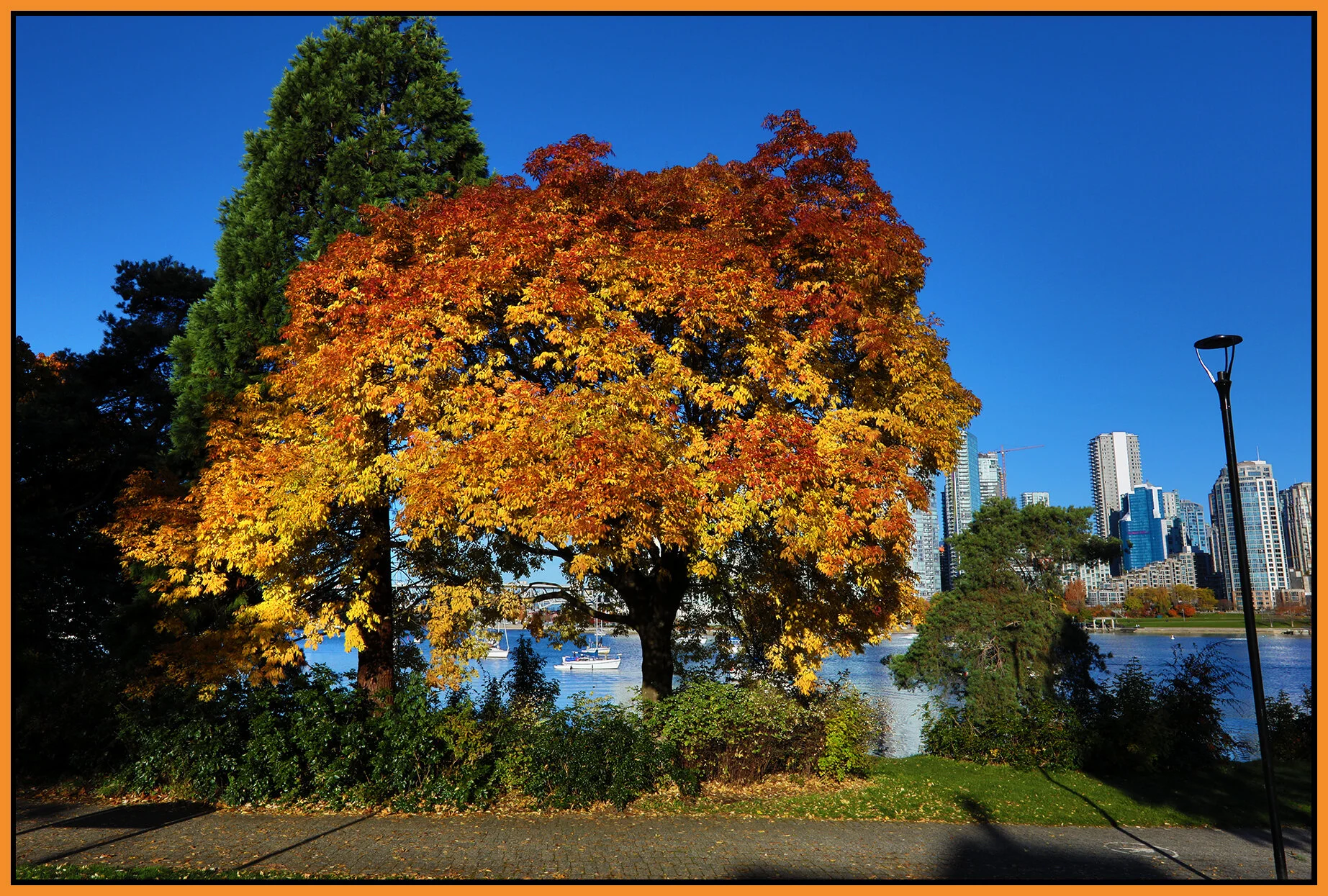 Fall Trees_Nov 8_2020_HDR_4G3304_4x6s.jpg