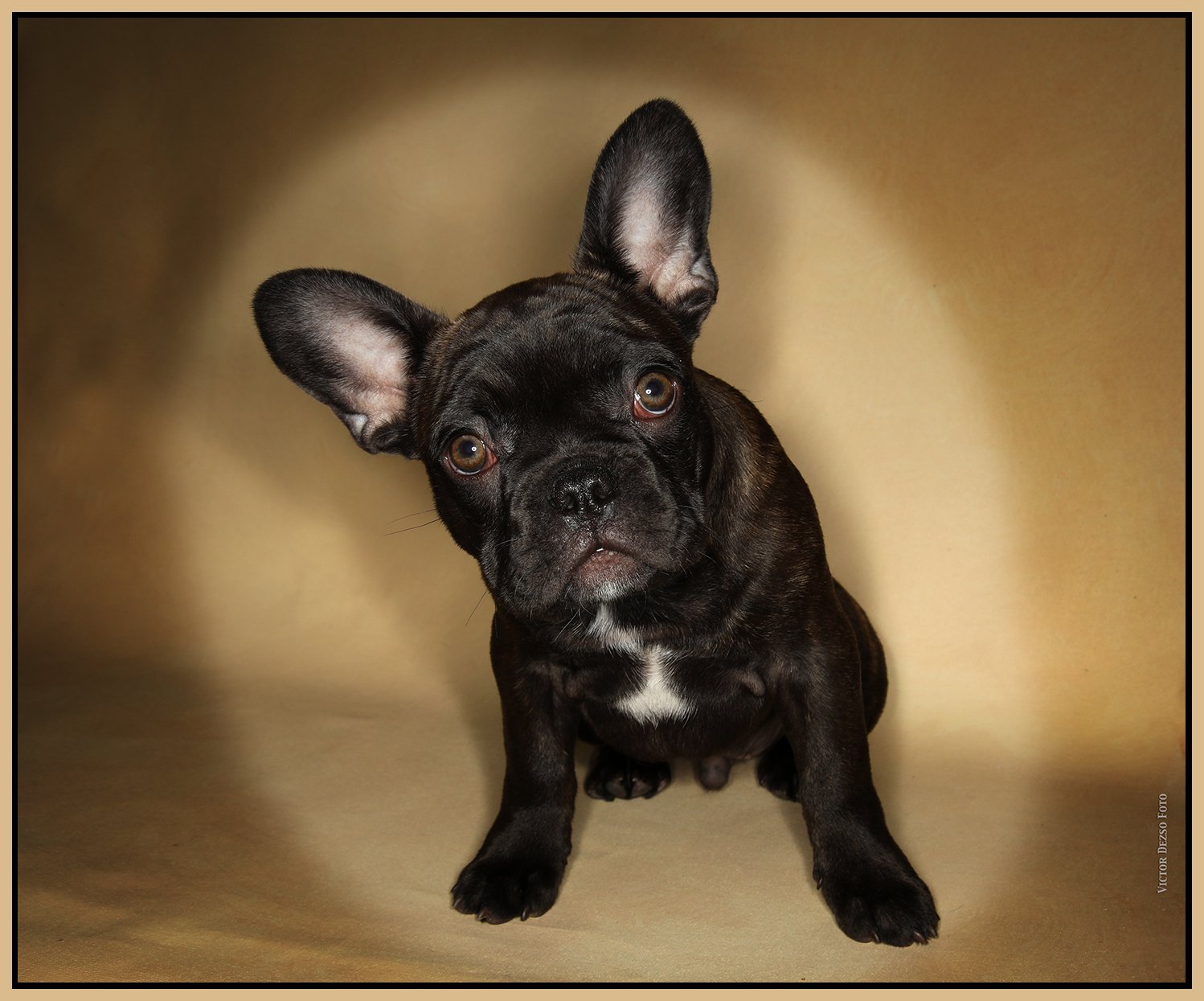 Fudge_Aug 27_2023_CR2_4H8380_1_4x5s.jpg