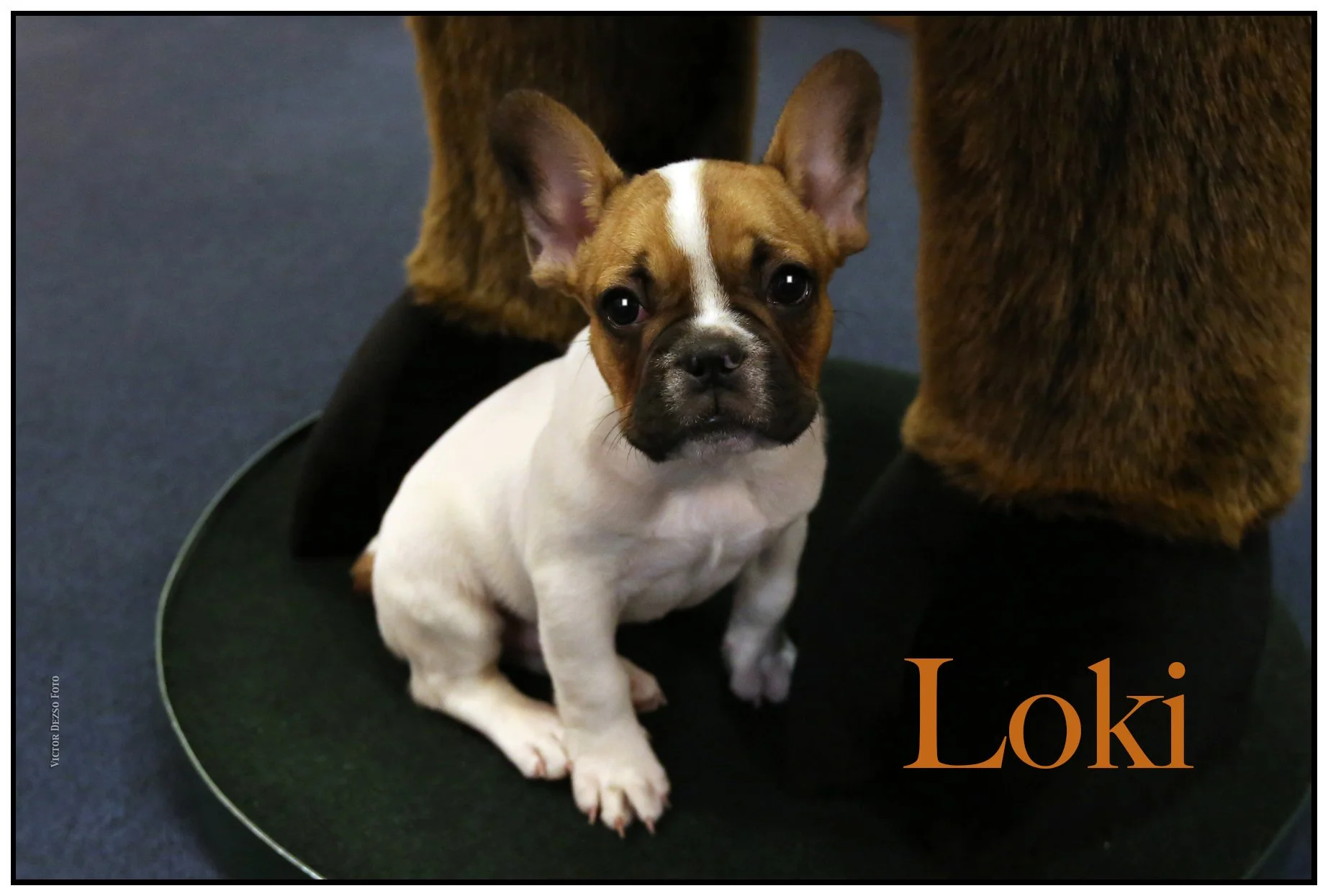Loki_July 7_2012_C2425_4x6ss.jpg
