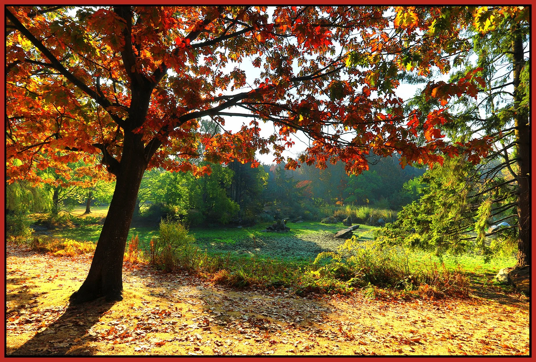 Charleson Pk Trees_Oct 19_2022_HDR_5C3958_peWater_4x6s.jpg
