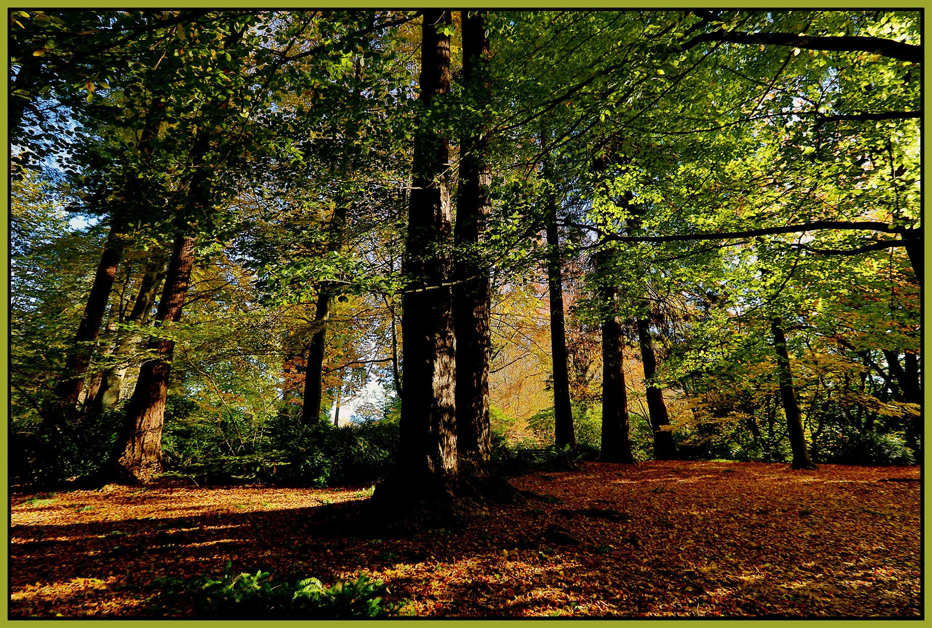 Stanley Park Trees_Oct 28_2019_HDR_F0181_peNatBeauty_4x6s.jpg