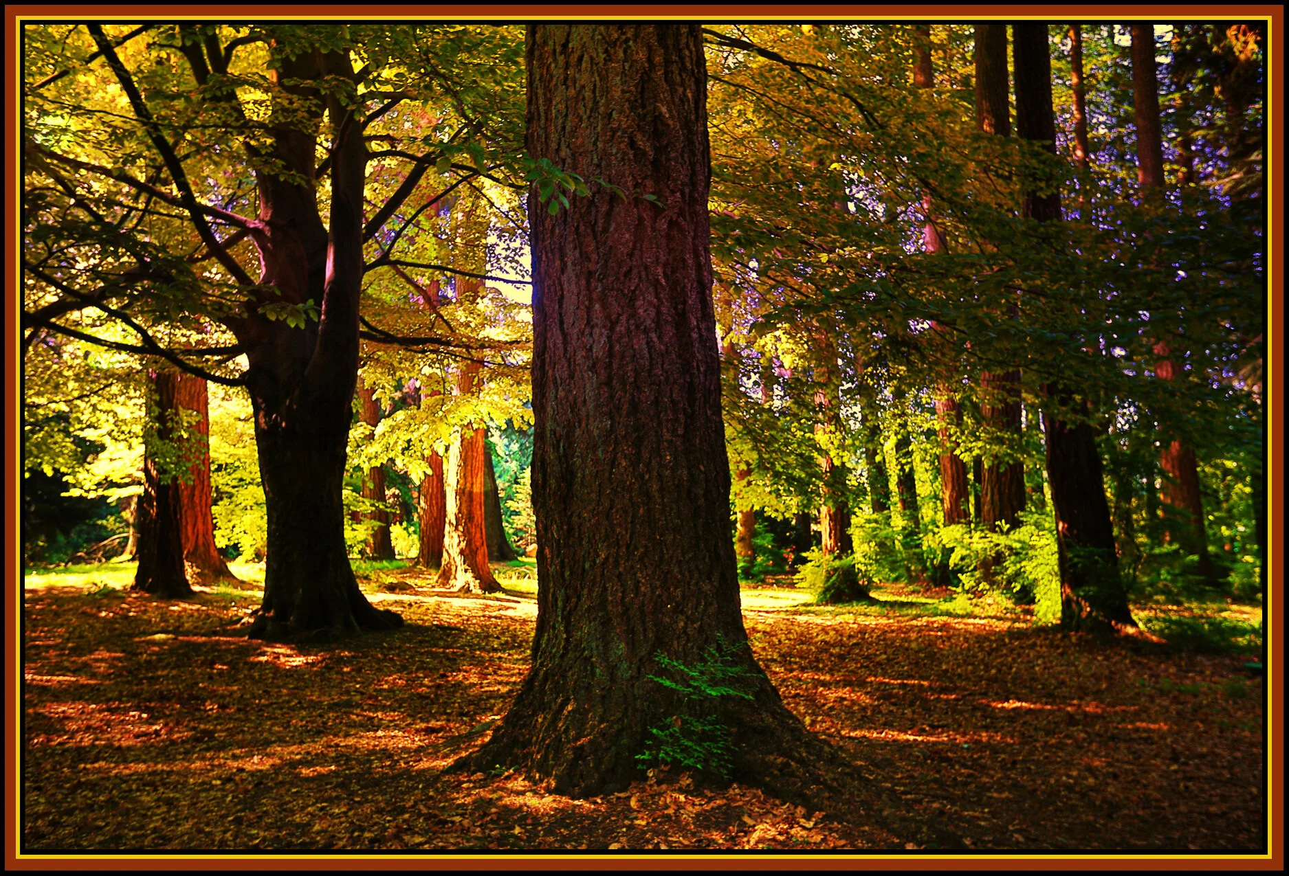 Stanley Pk Trees_May 2_2016_HDR_K0144_peBokelosatEvlt_4x6s.jpg