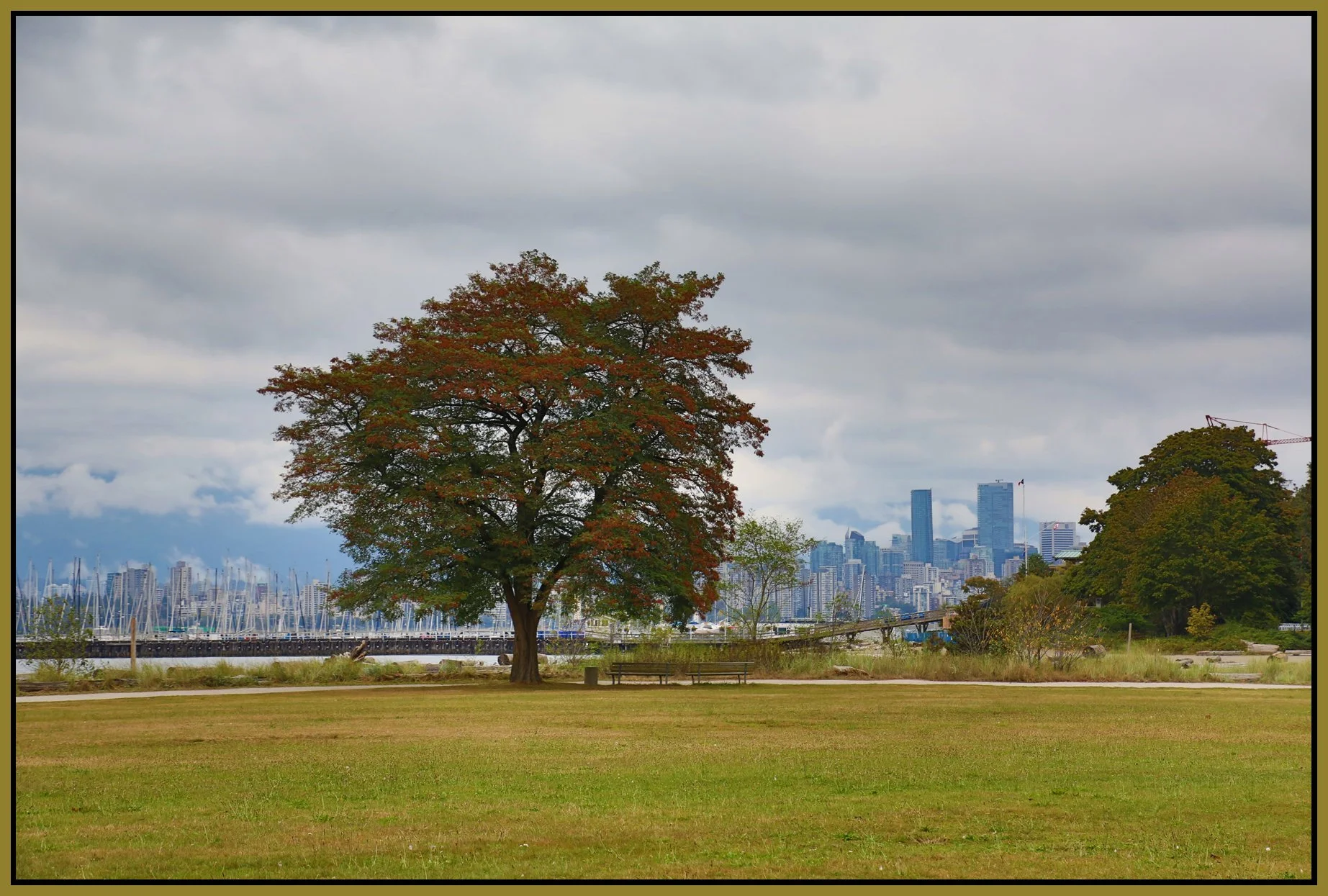 Jericho Beach Tree_Sep 5_2016_HDR_L1981_4x6s.jpg