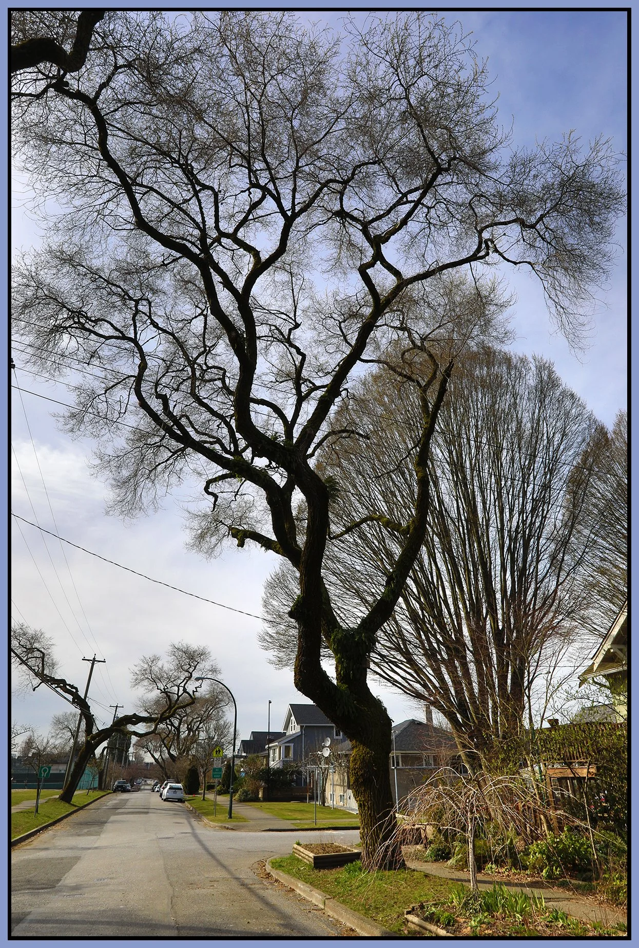 2200 Turner Tree_Mar 17_2021_HDR_5A5131_4x6s.jpg