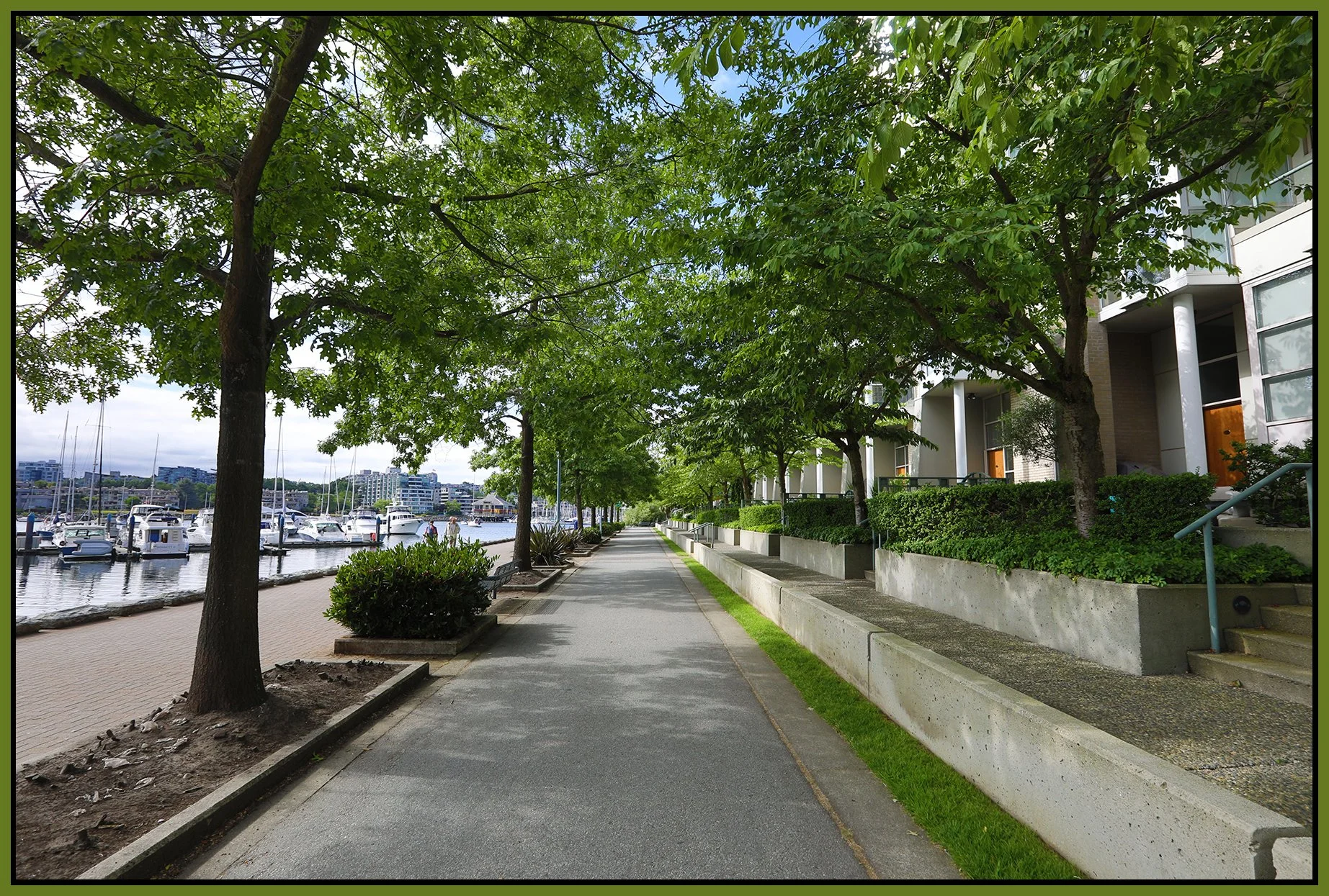 Concord Pacific Trees_Jul 16_2021_HDR_5A3623_4x6s.jpg