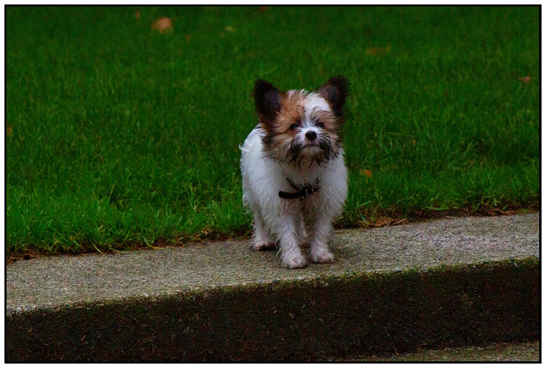 Stella in Yaletown_Oct 11_2020_CR2_3B4900_peB&s_4x6s.jpg