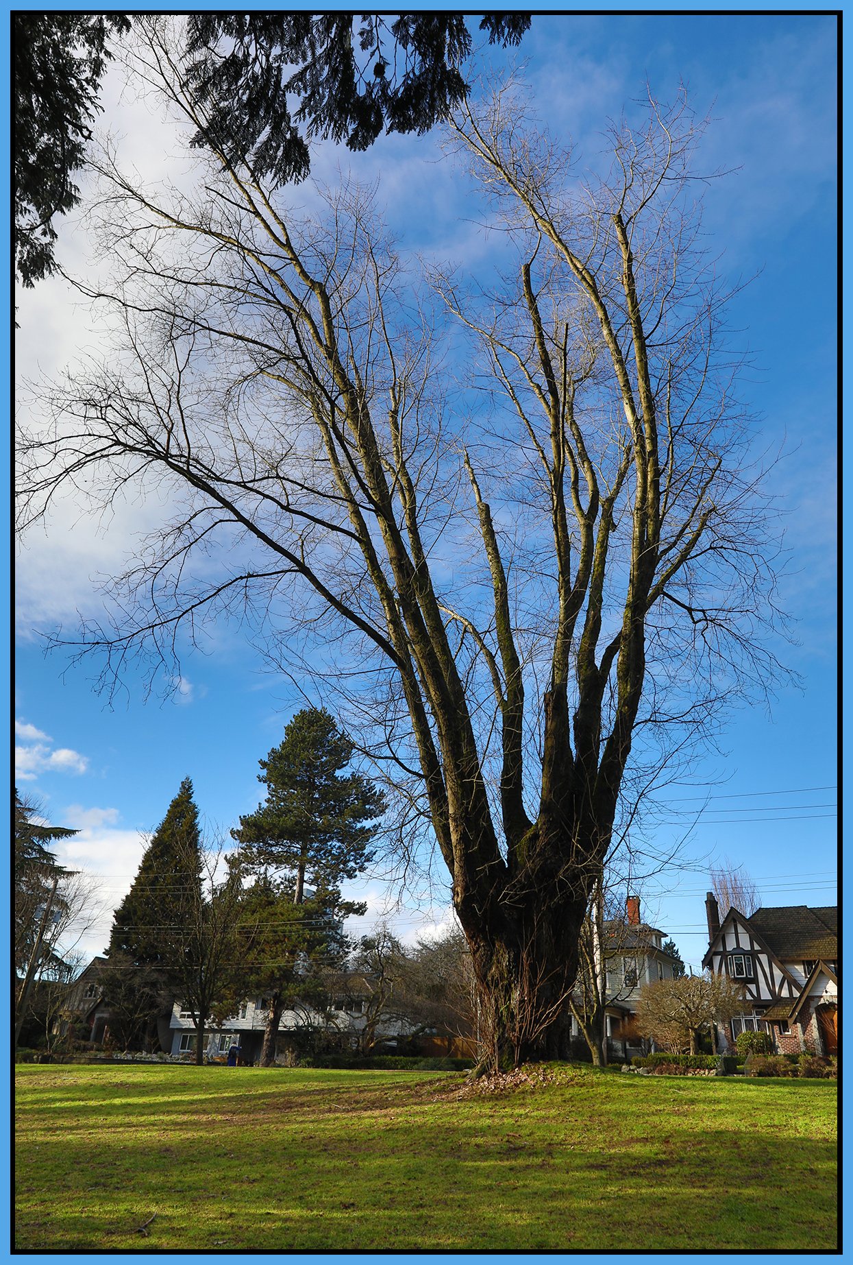 Tipperary Pk Tree New Westminster_Jan 13_2022_HDR_4G6064_4x6s.jpg