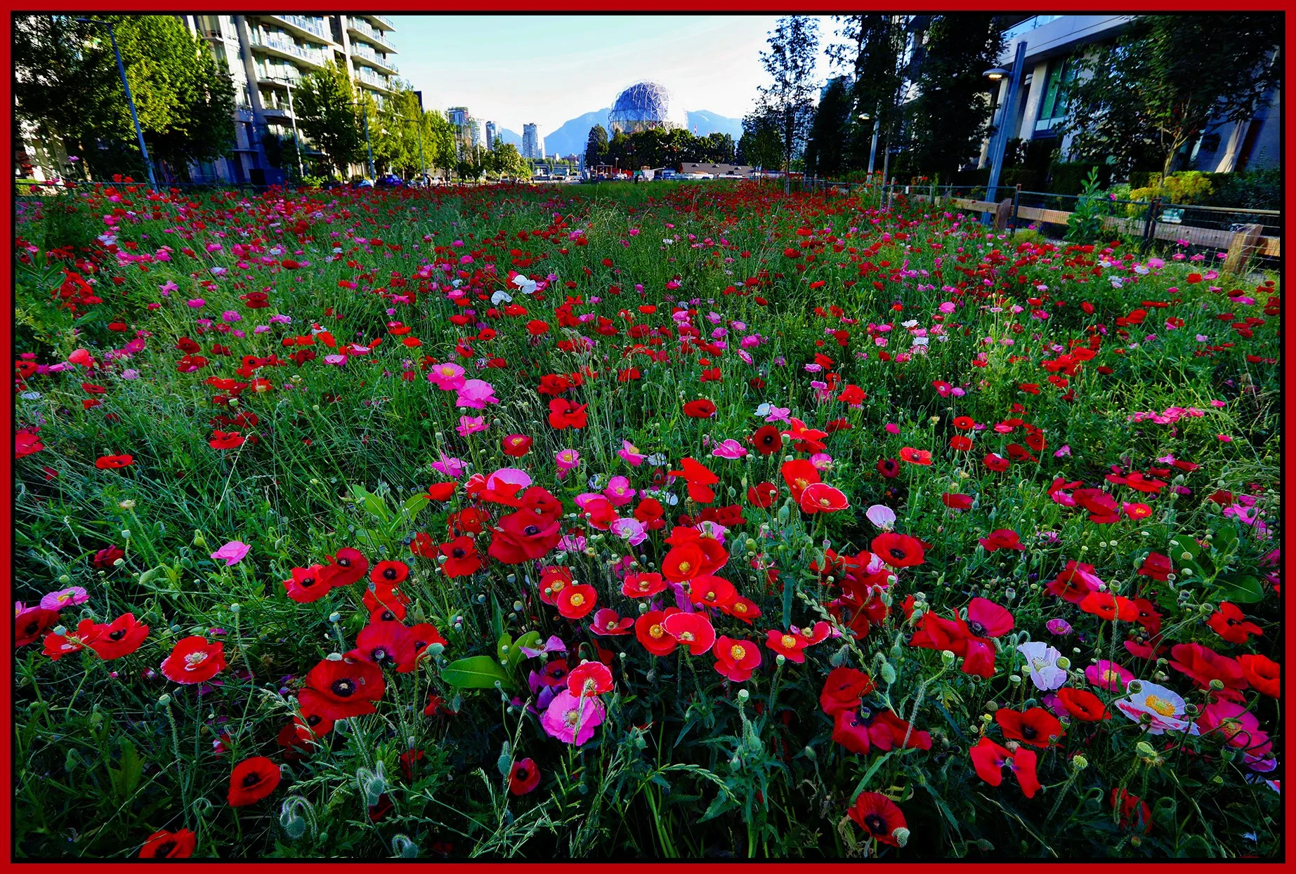The Village Poppies_Jul 1_2022_HDR_5B9105_peHypernude_Pncltstr_4x6s.jpg