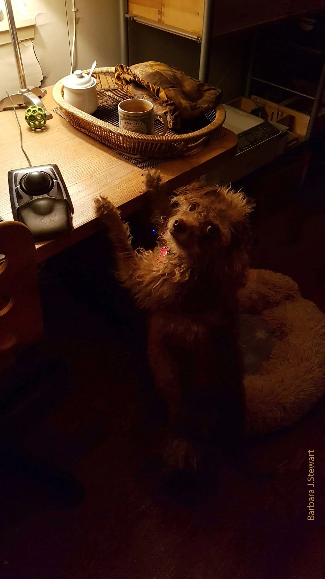 Frances_Nov 15_2025-Barbara's Image.jpg