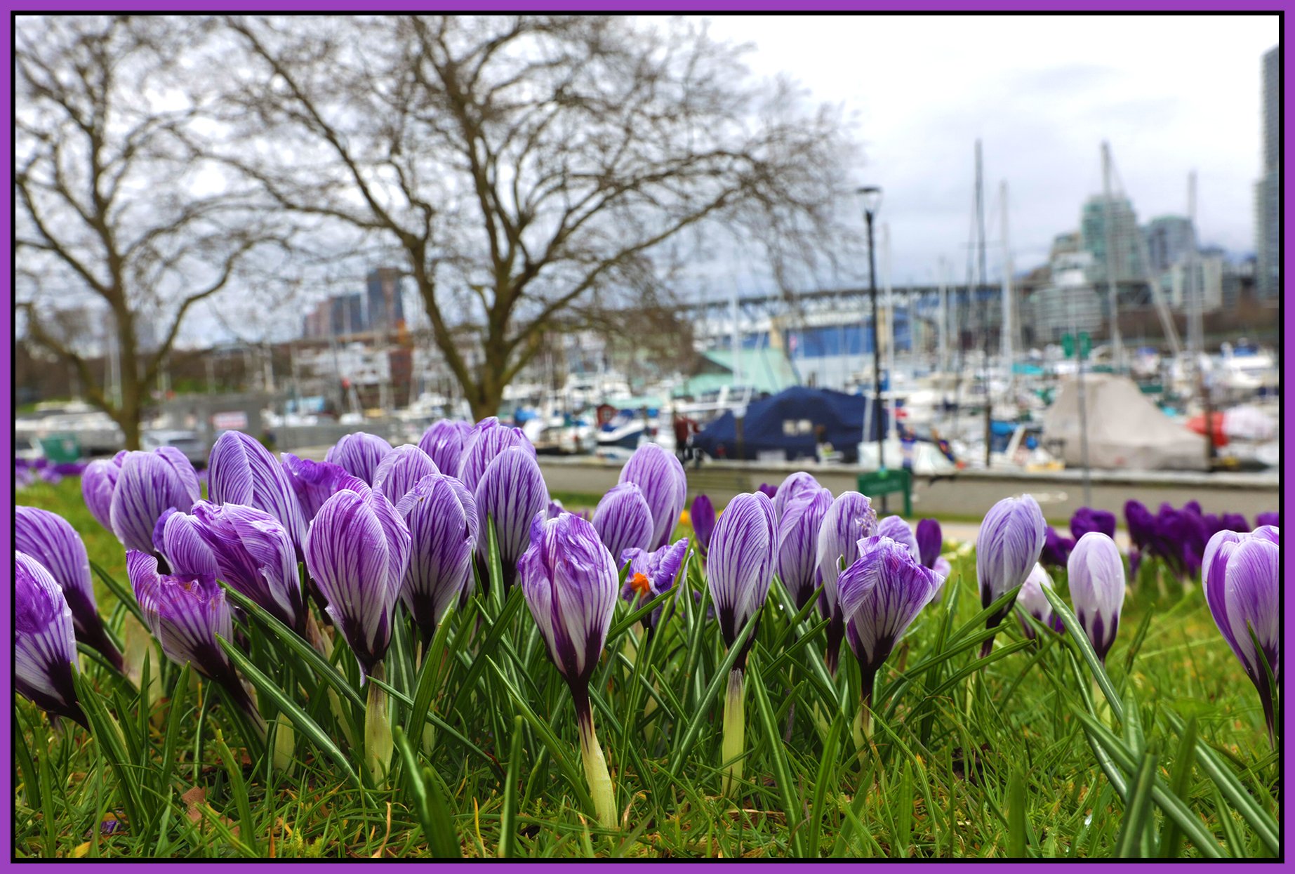 Charleson Park Crocuses_Mar 4_2026_HDR_4K9375_4x6s.jpg